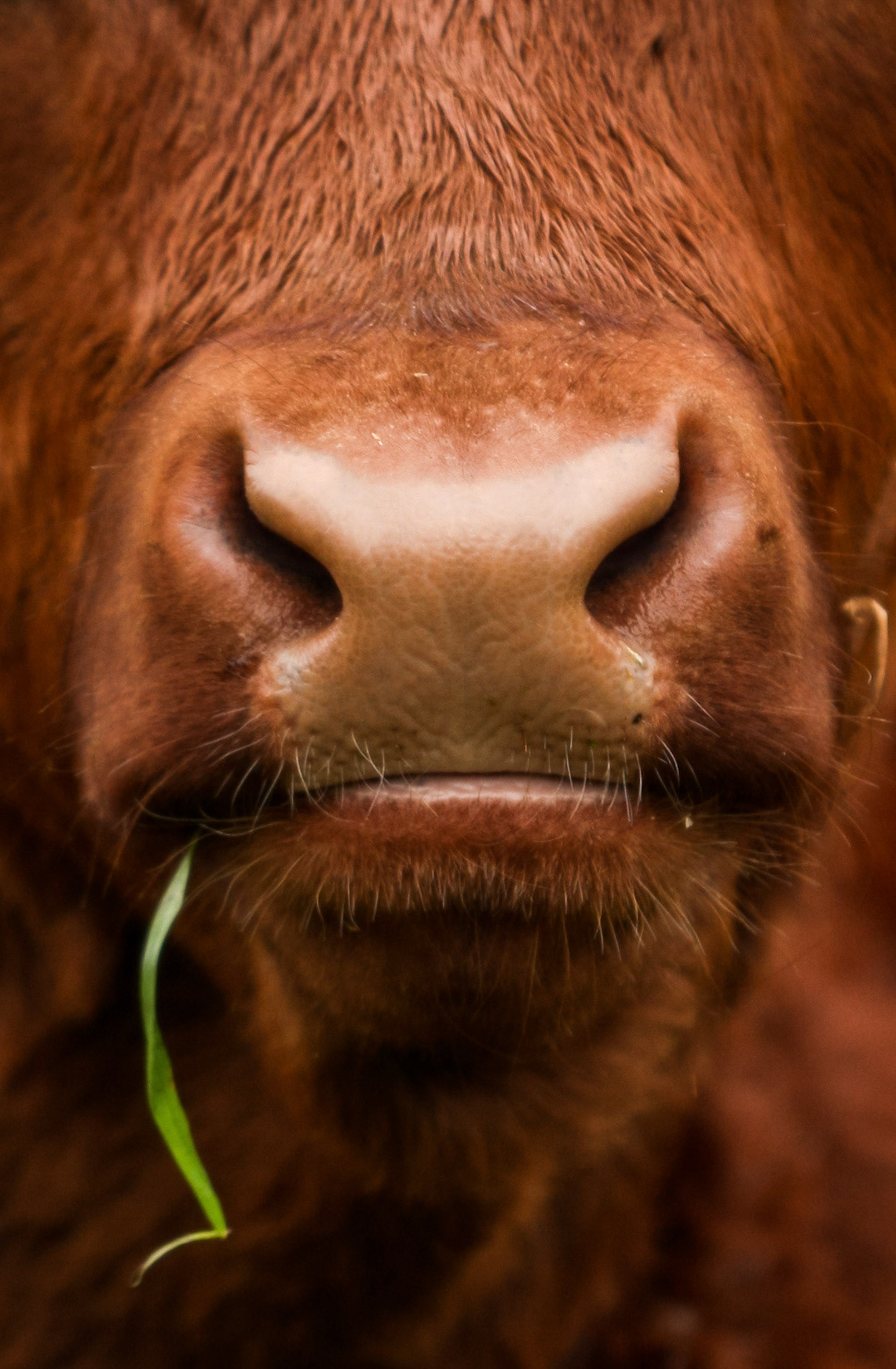 This Red highland cow was found at Heligan Gardens in 2018. This photograph was taken on a trip in my first year of university and was displayed at an exhibition.