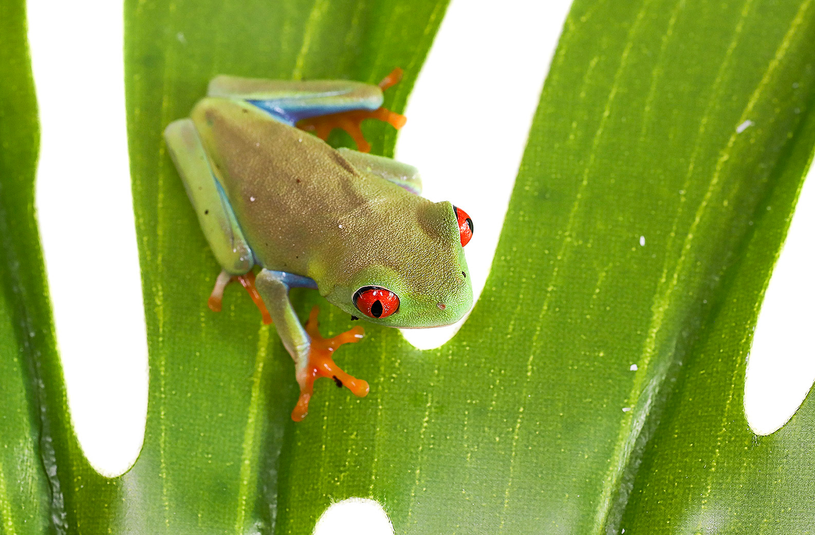 More commonly known as the Red-Eyed Tree frog. Agalychnis callidryas are most commonly found within the tropics in southern Mexico as well as central America. The Red-eyed tree frog is one of the most famous frogs worldwilde, along side the Poison dart frogs and Golden poison frog.