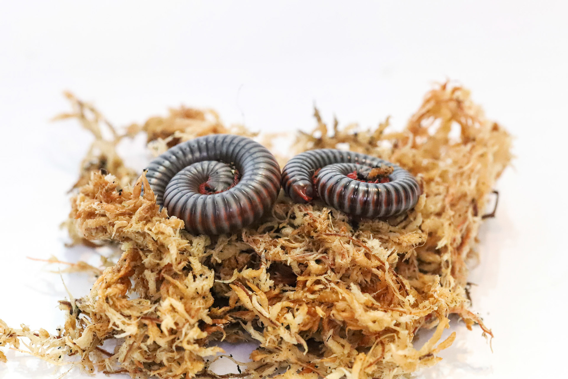 One of the most stunning species of millipede to come across, the Thai Rainbow Millipede is distinguishable with their blue and silver body with red bands and legs.