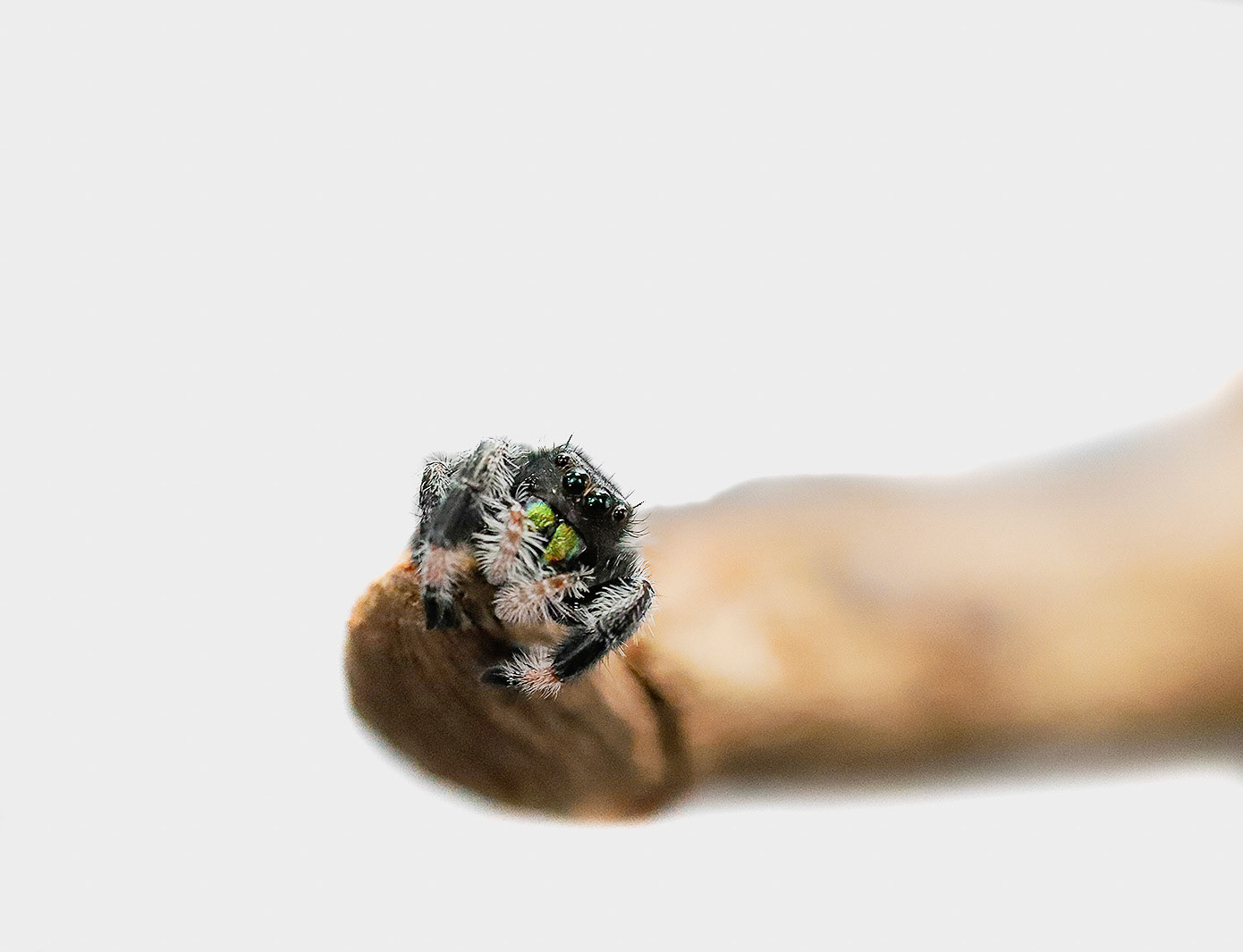 Jumping spiders have been found to have over 4,000 species with 300 being in the USA alone. Getting their name from their ability to jump to catch their prey, jumping spiders have become more popular to keep as a pet.