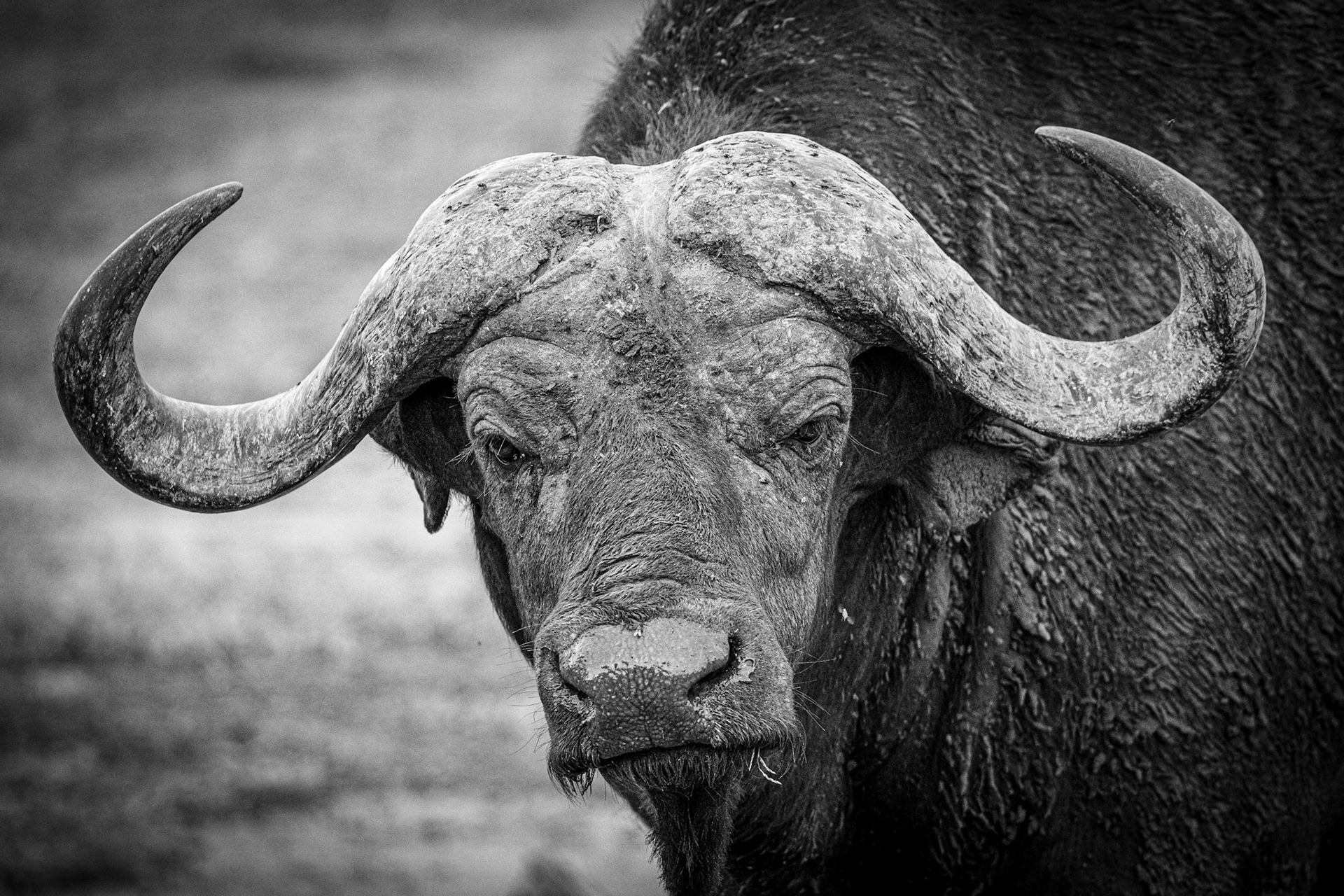 Cape Buffalo Head -Lake Manyara National Park