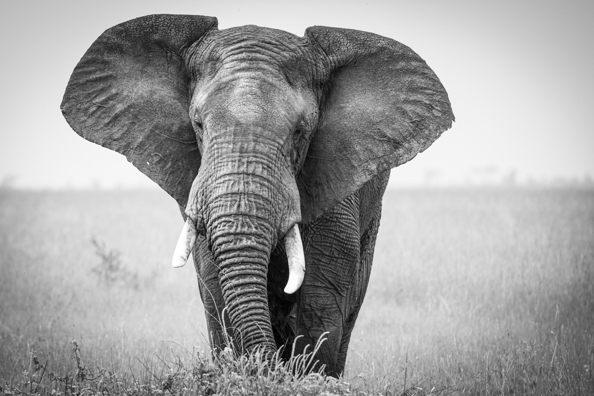 Bull Elephant Serengeti