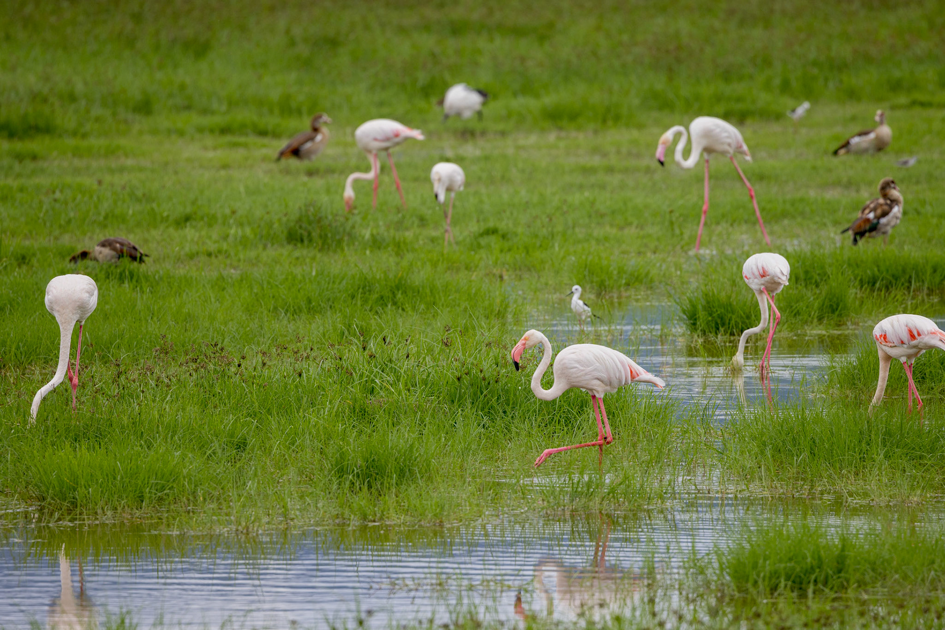 Flamingos-  Ngorongoro Crater