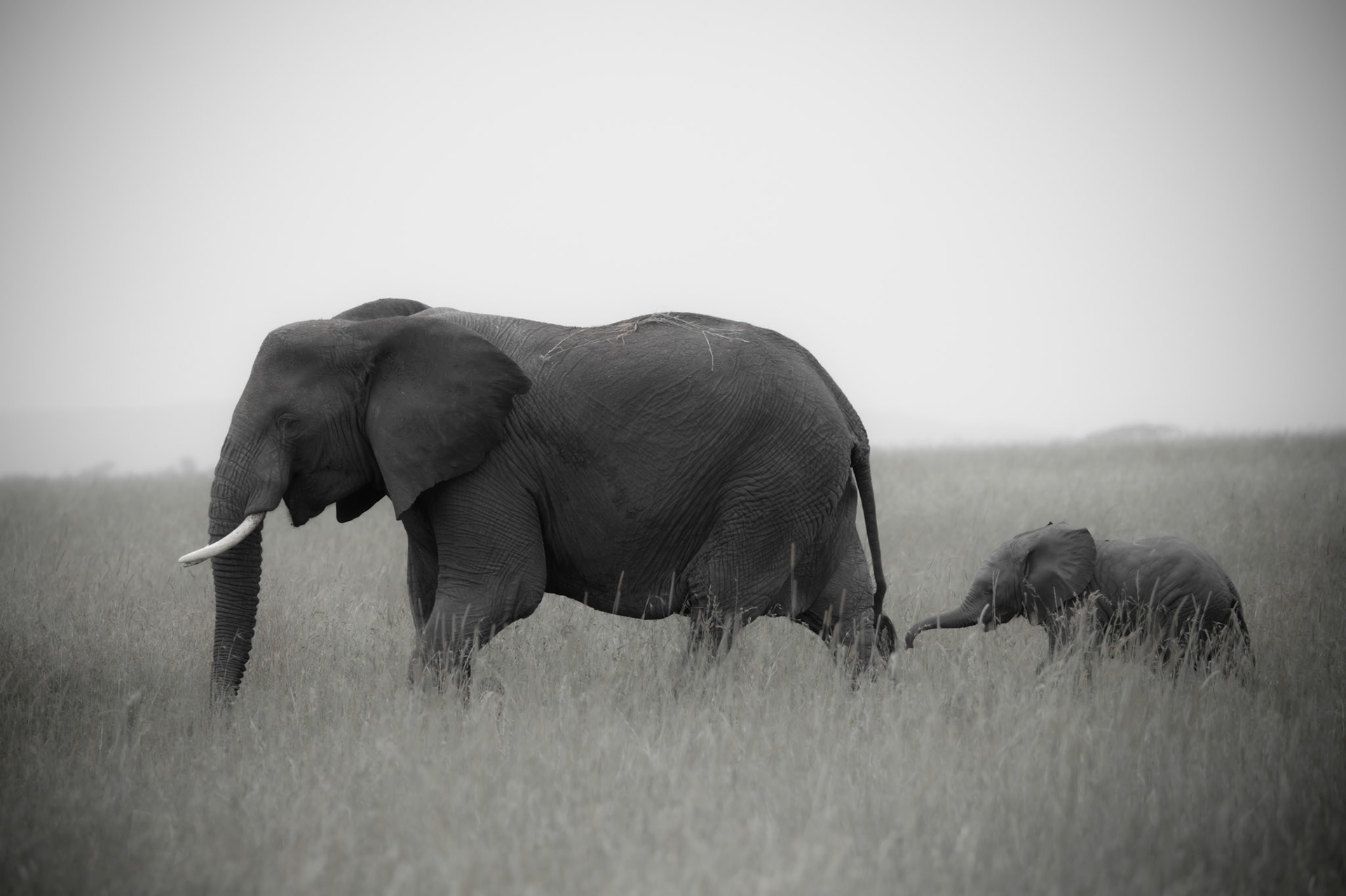 Baby Elephant and Mom