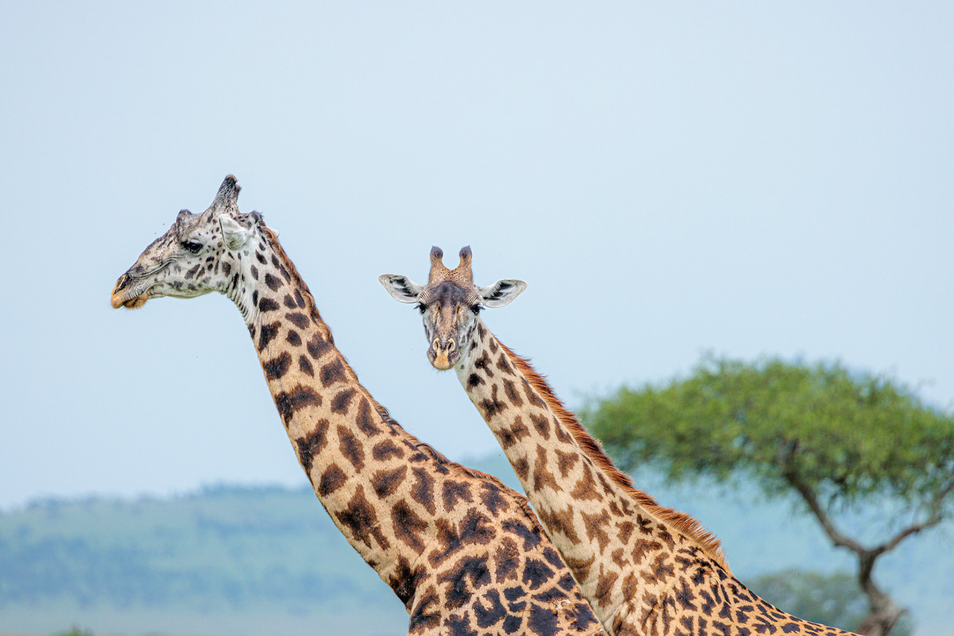 Two Majestic Masai Giraffes -Serengeti