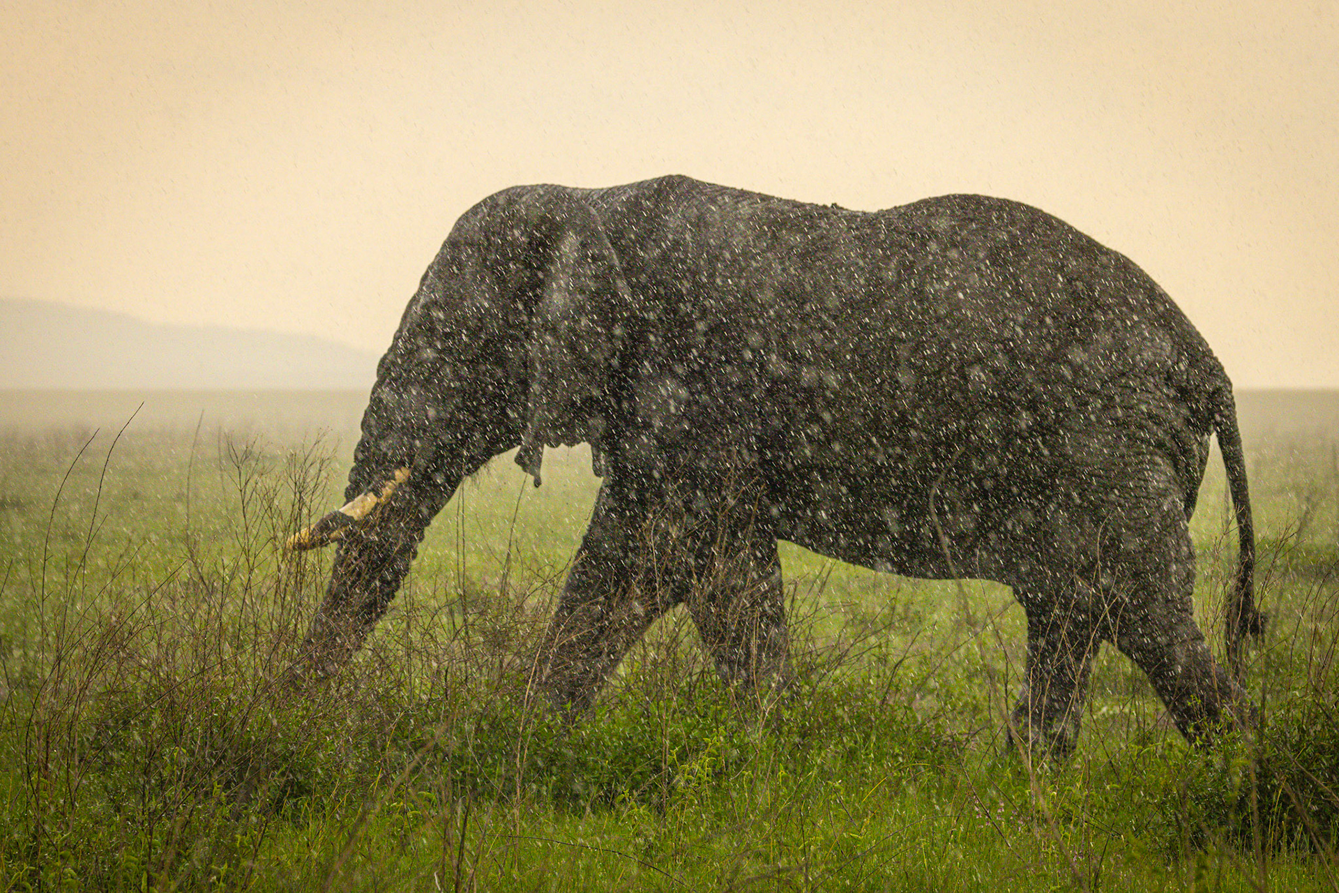 Elephant in Serengeti Rain