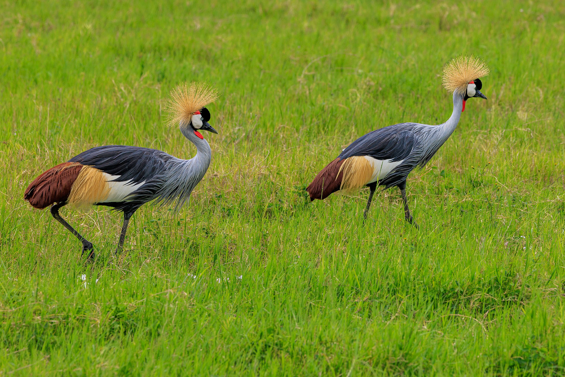 Gray Crowned Cranes Ngoronongoro