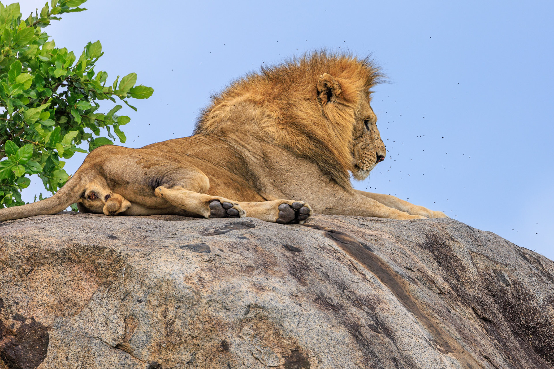 Lion on Rock- His Serengeti Stronghold