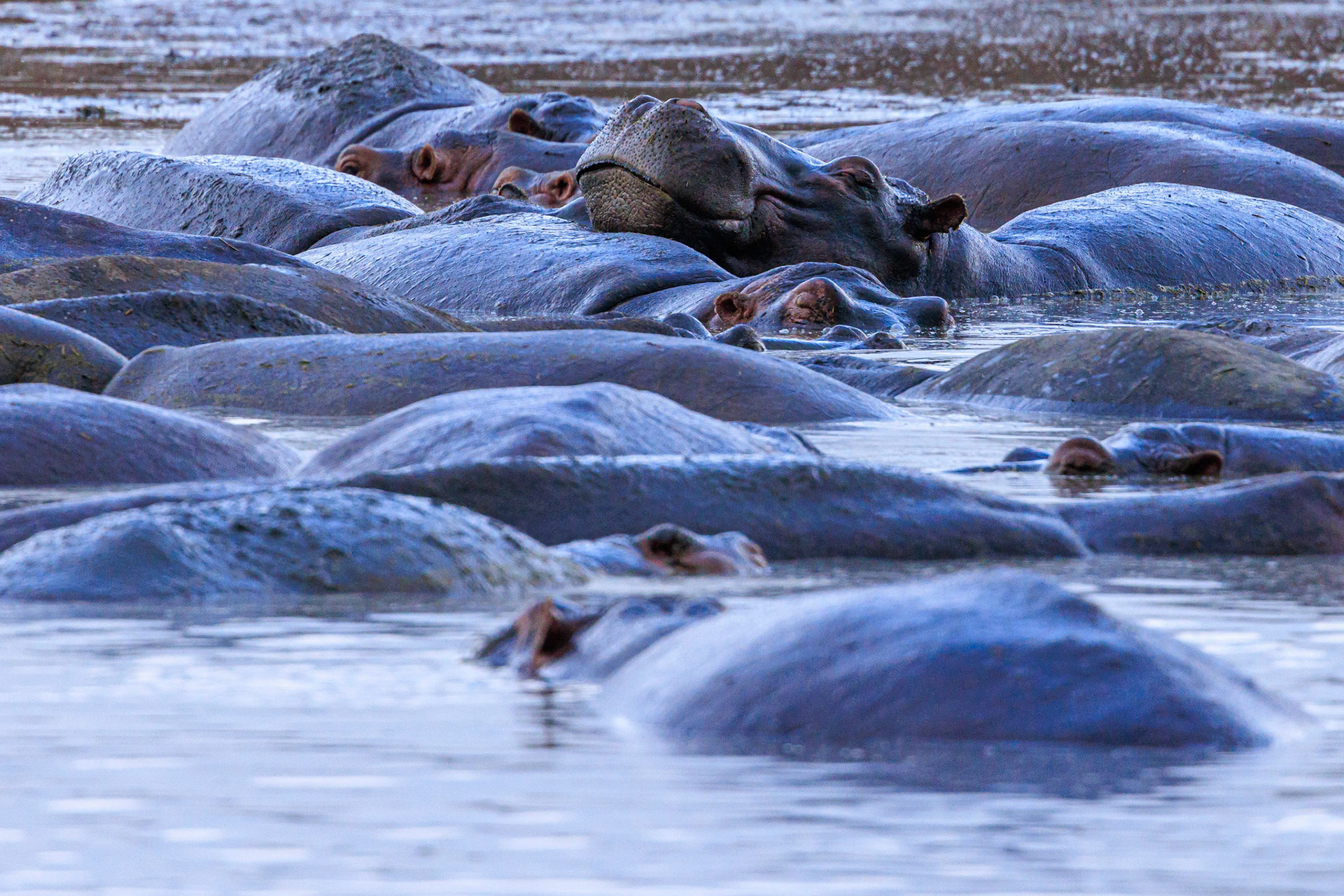 Hippo Resting Head on Back-Serengeti