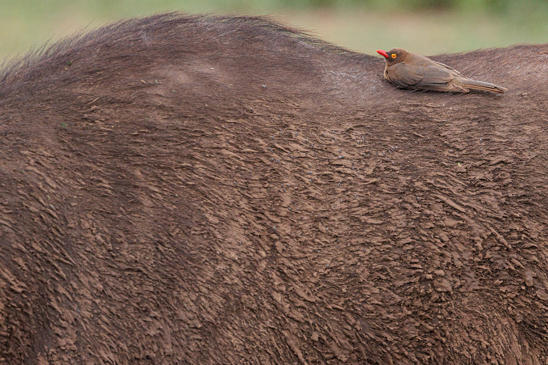 Red-billed Oxpecker Lake Manyara National Park