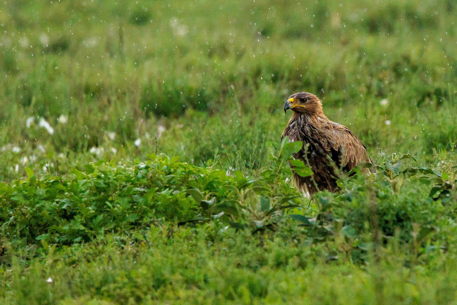 Tawny Eagle in Serengeti Rain