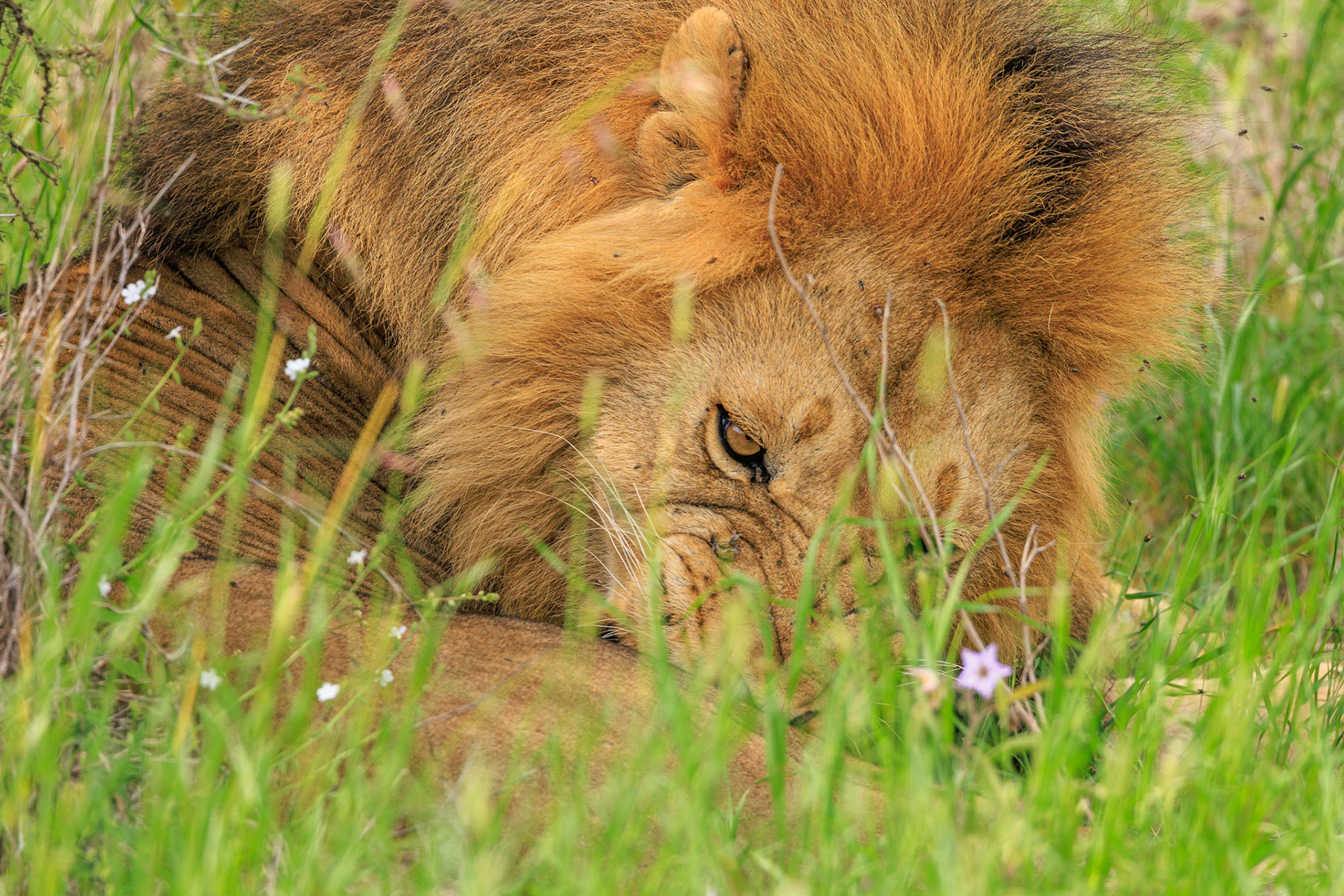 Mufasa Curled Up, One Eye Open -Serengeti