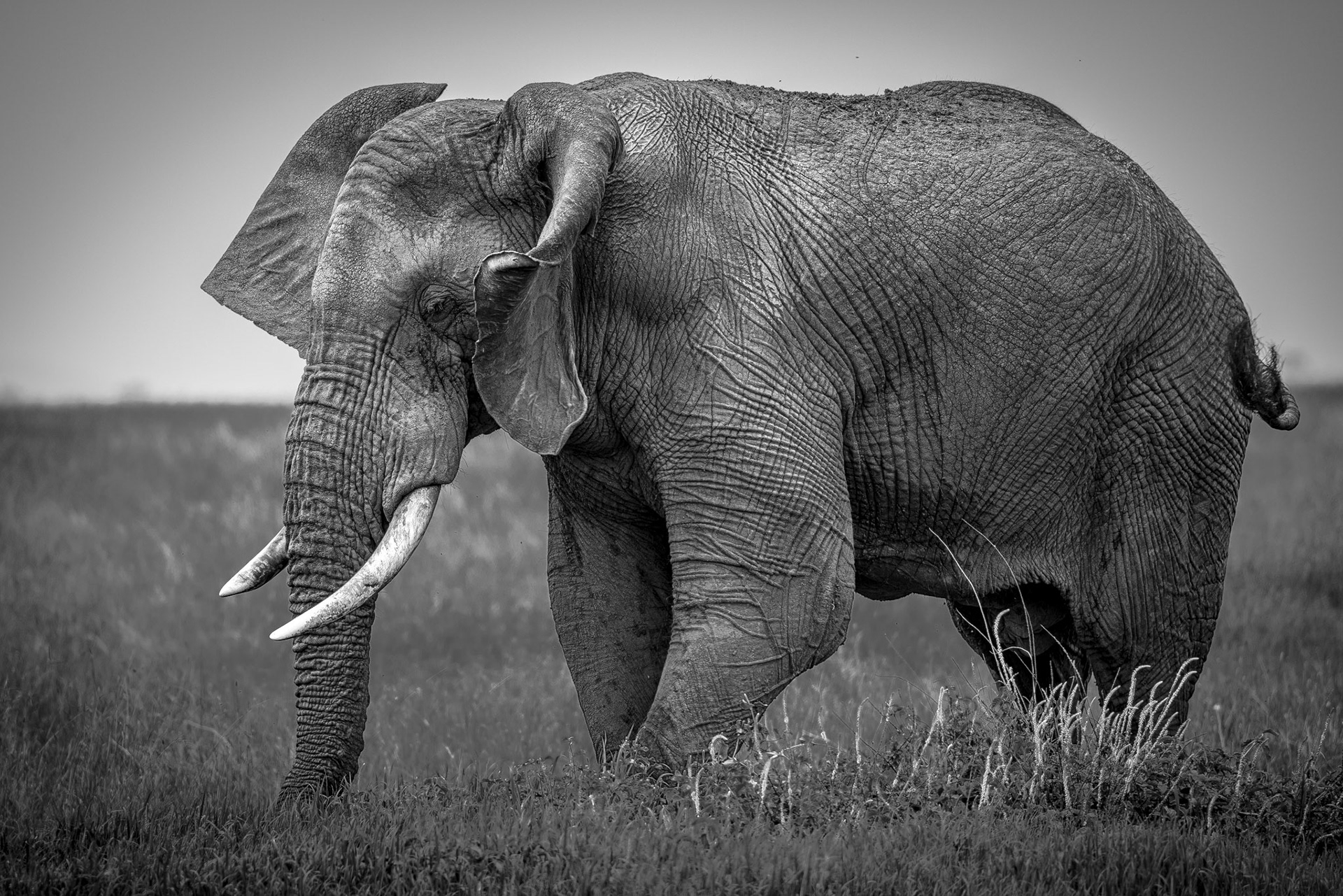 Bull Elephant Black and White -Serengeti