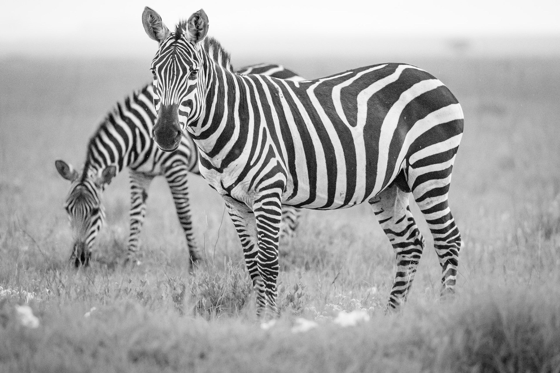 Zebra Black and White in Serengeti Rain