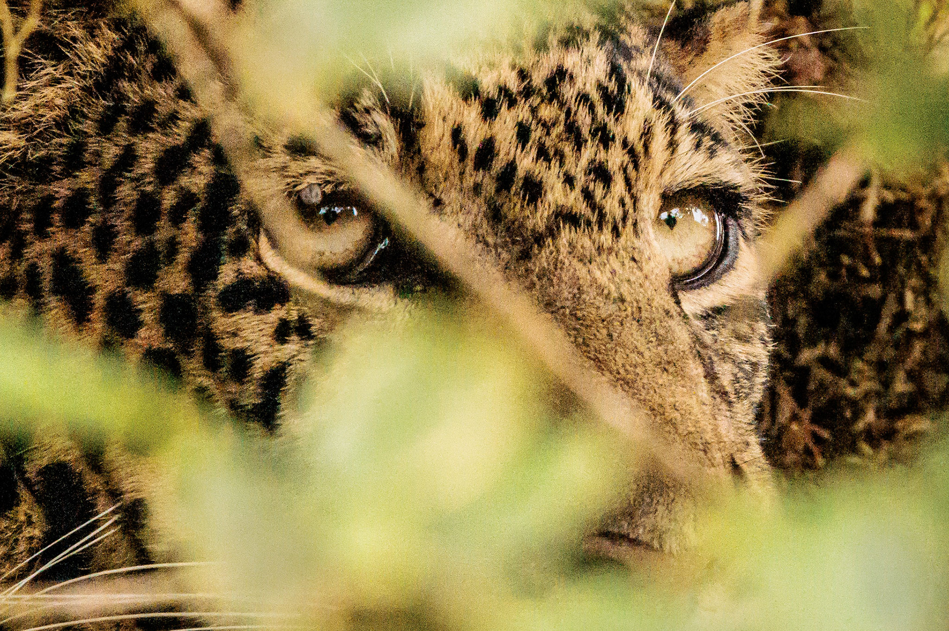 Eyes on Africa-Ngoronongoro Crater, Tanzania