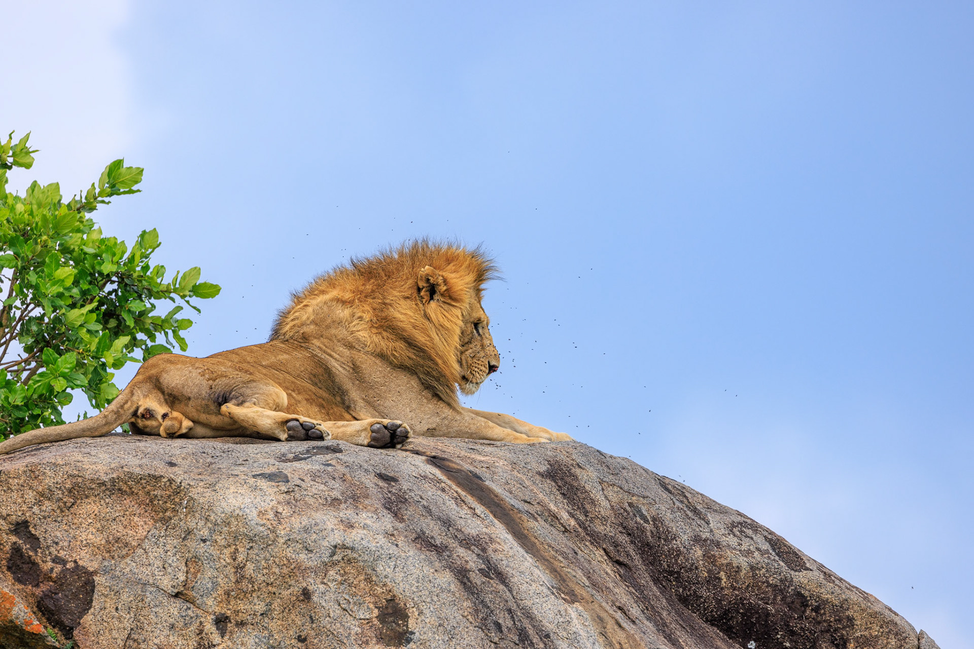 Lion on Rock -Serengeti