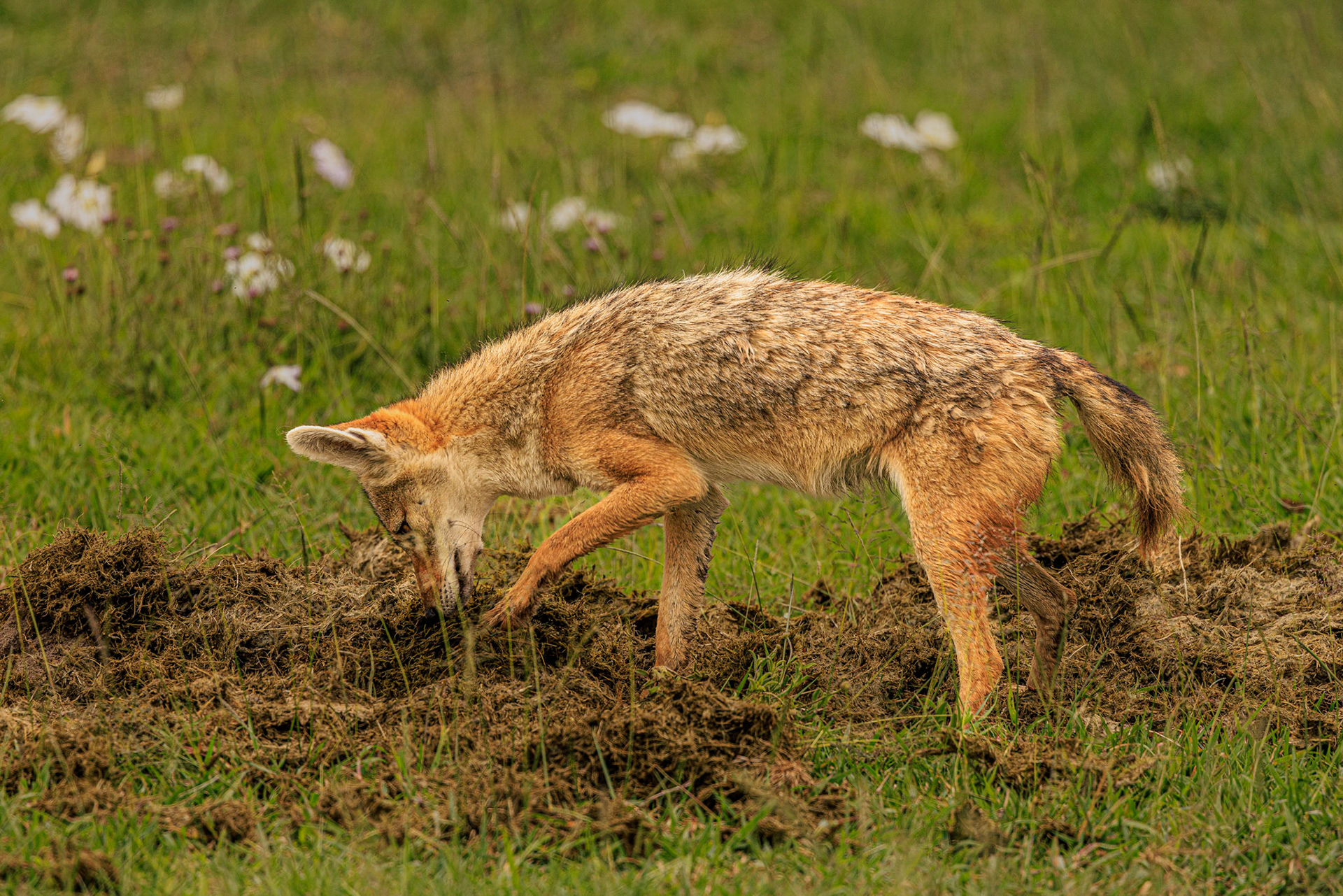 Common Jackal Digging for Dung Beetles
