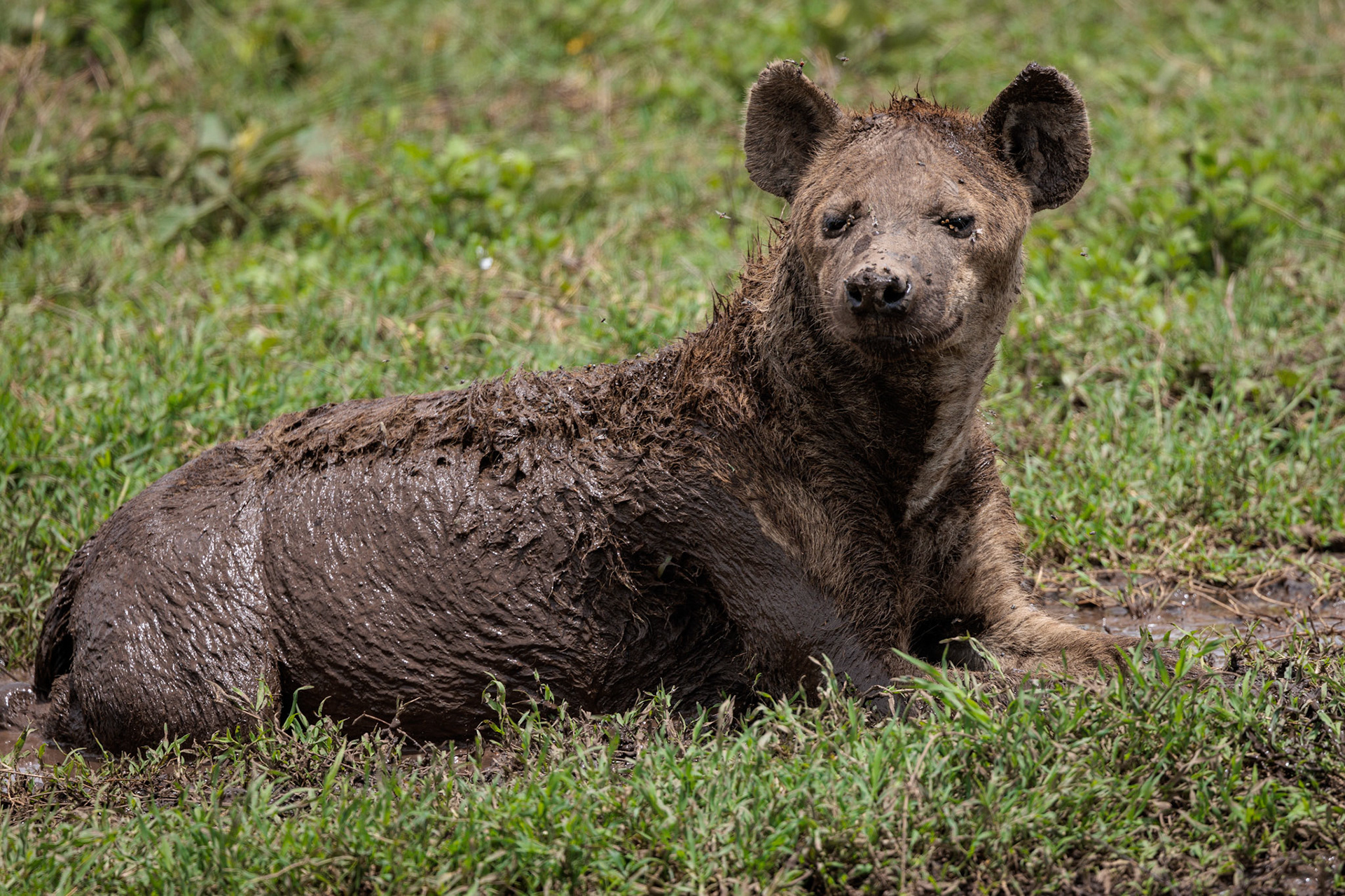 Muddy Hyena -Serengeti