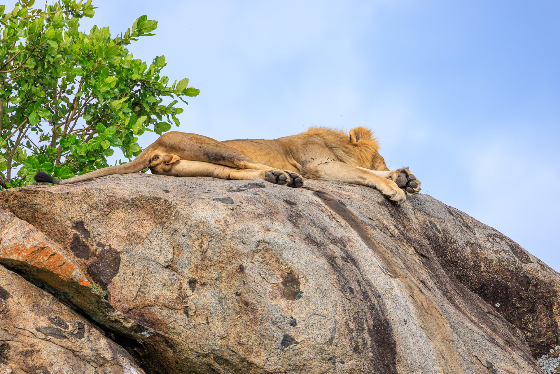 Sleepy Lion on Rock -Serengeti