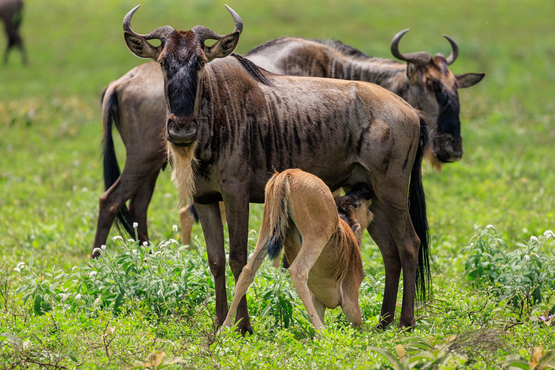 Nursing Wildebeest -Serengeti