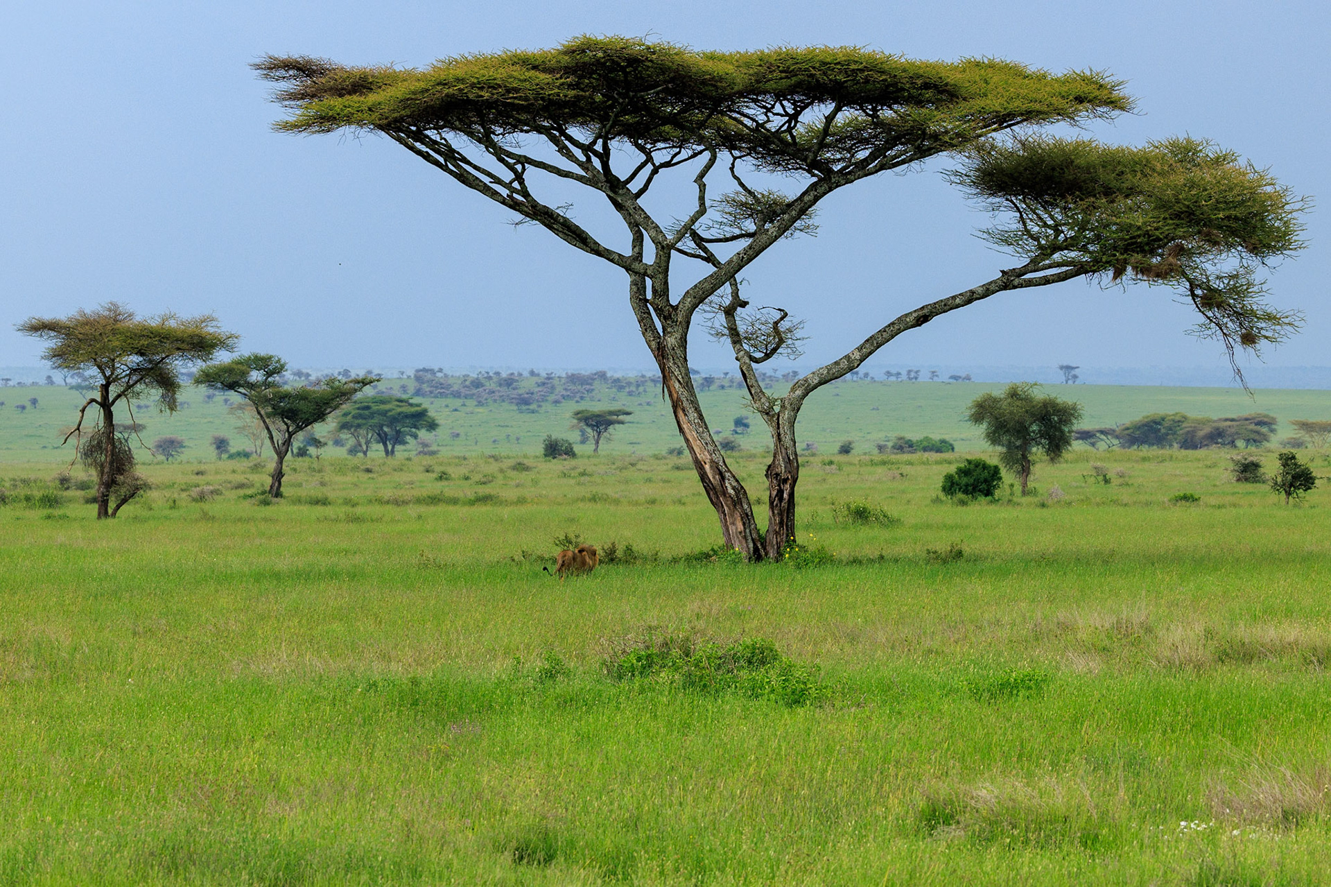 Mufasa Disappearing Under Acacia Tree