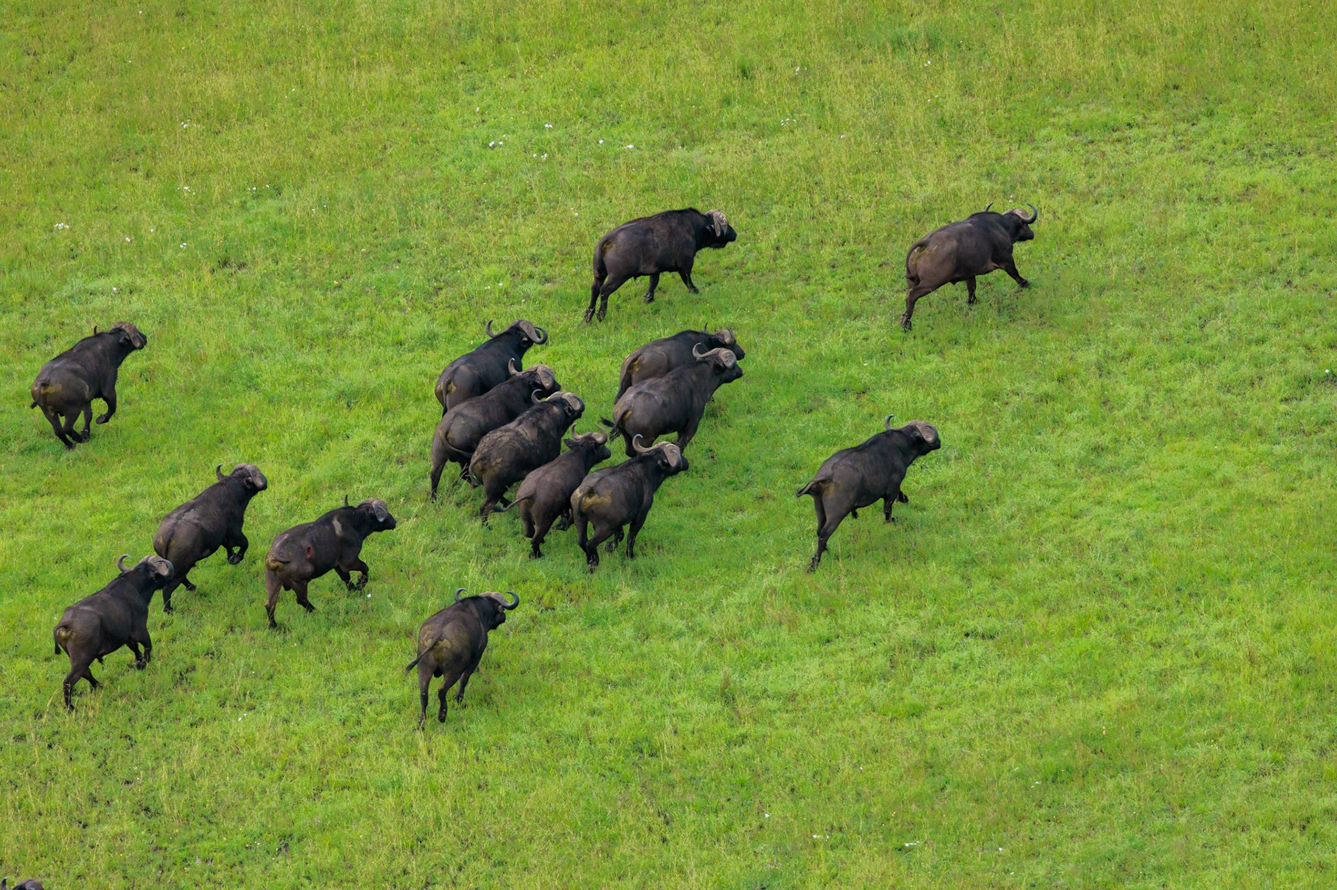 Cape Buffalo Bulls- From Left to Right