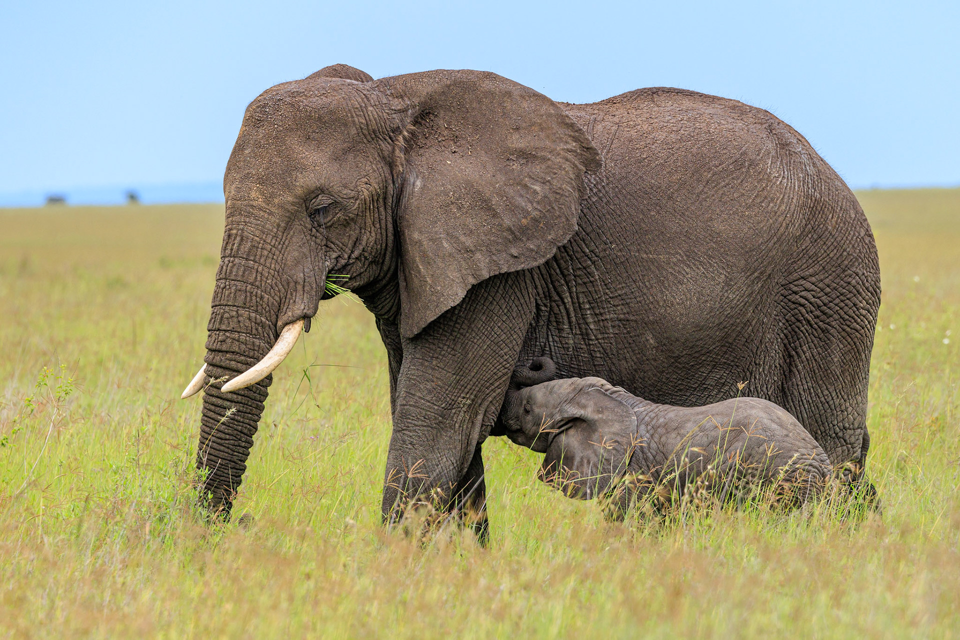 Mom and Nursing Baby Elephant -Serengeti