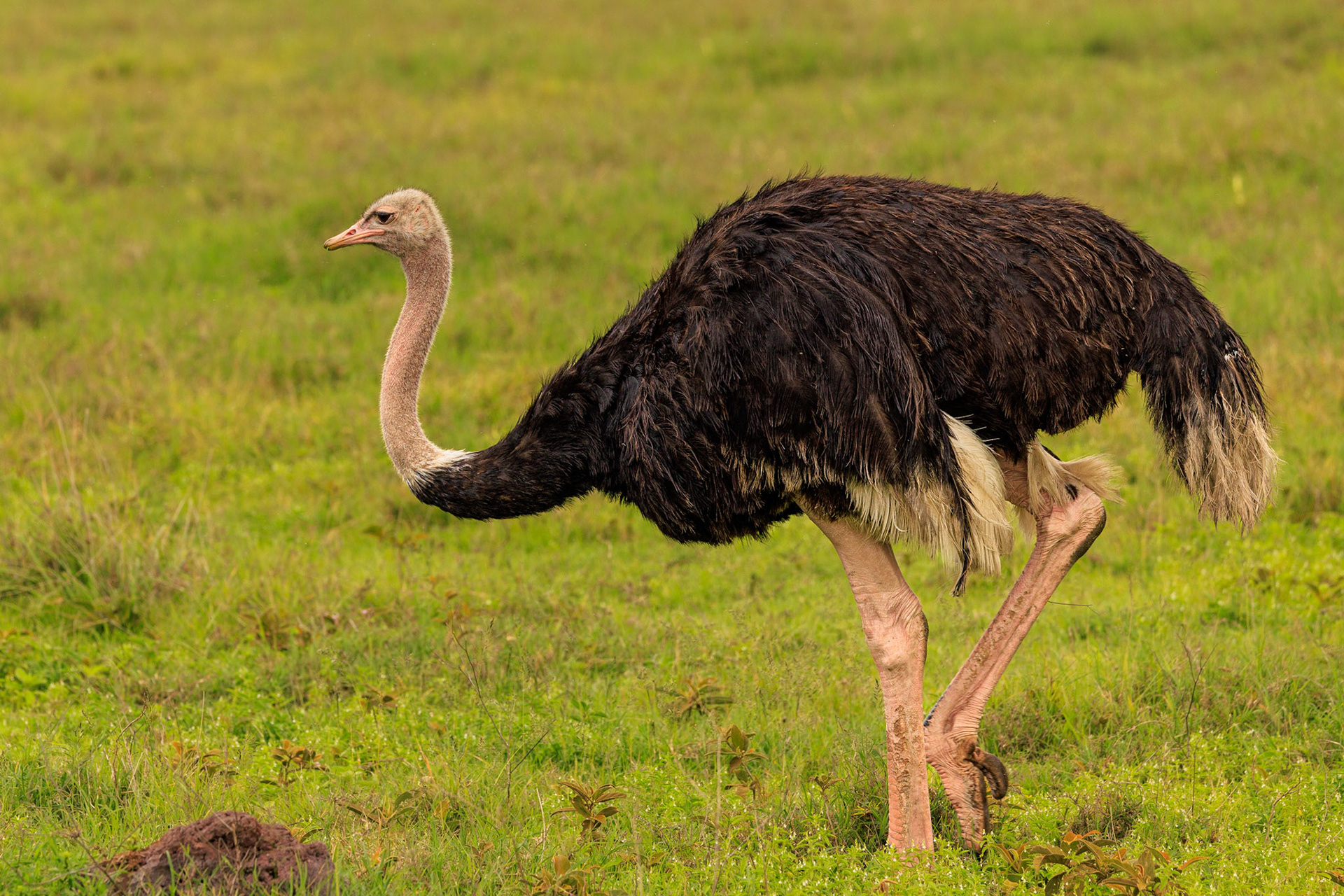 Male Ostrich- Ngorongoro Crater