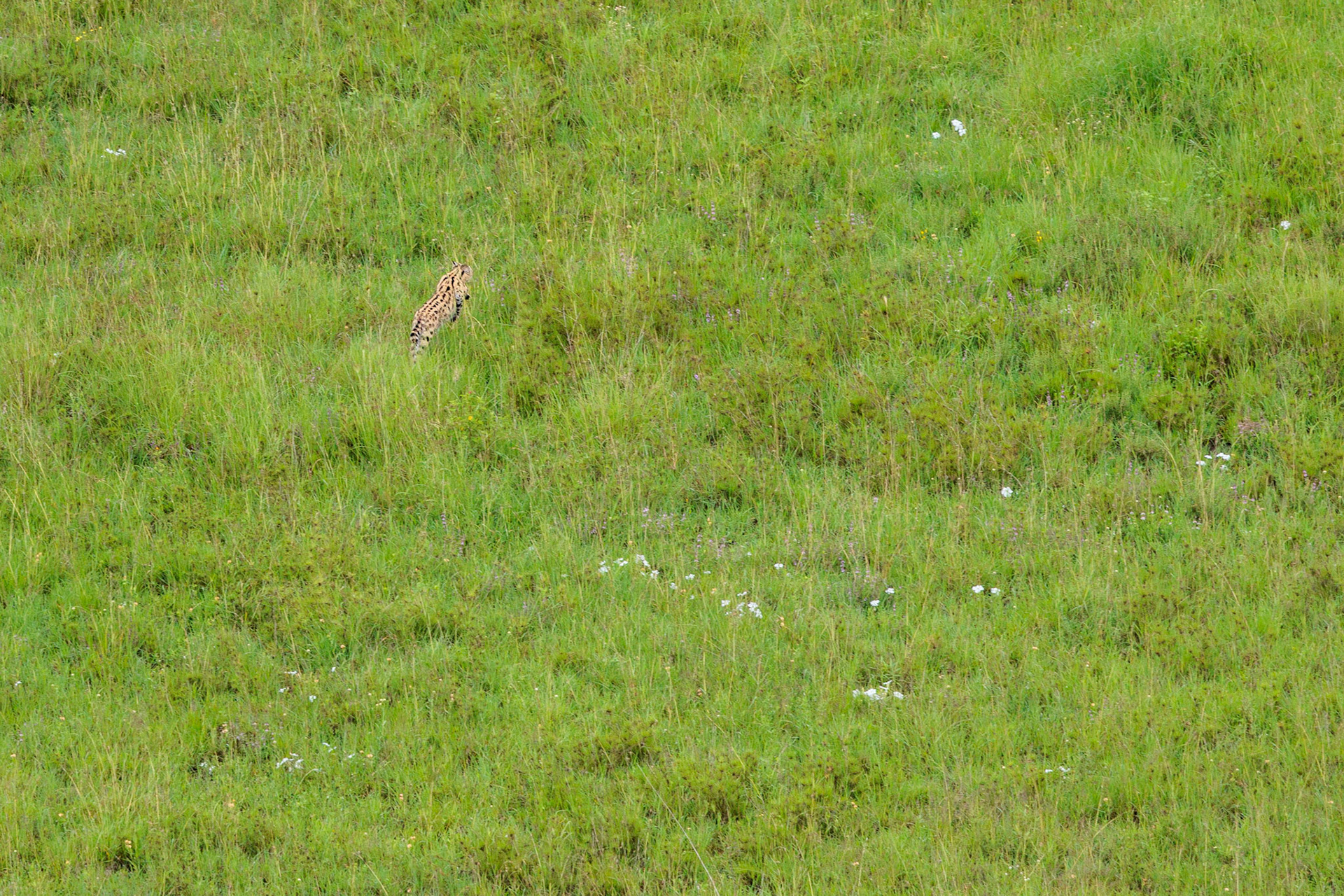 Serval Leaping  -Serengeti