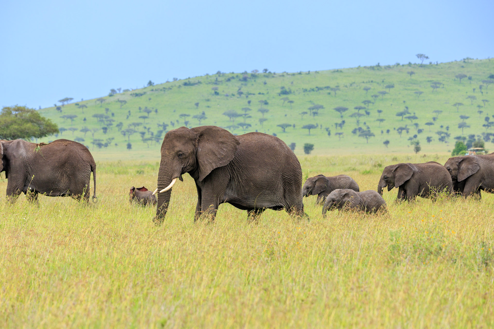 Elephant Herd with Babies -Serengeti