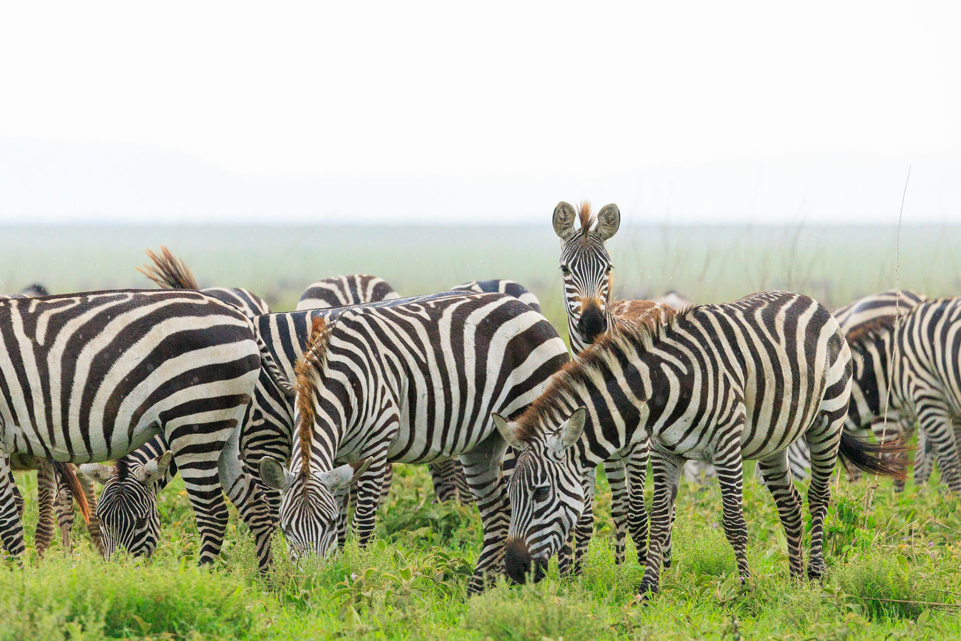 Zebra Herd  in Rain- Serengeti