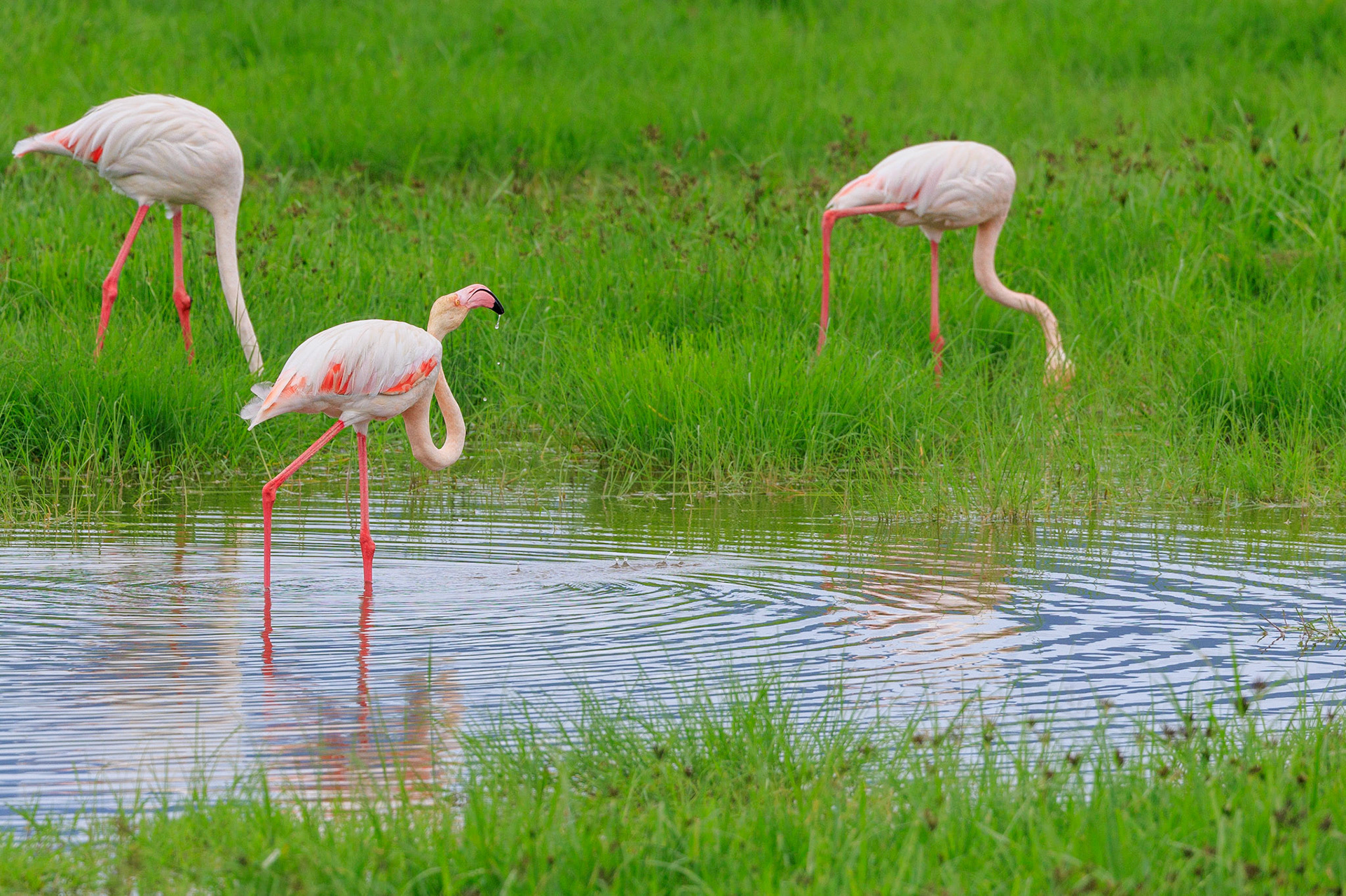 Greater Flamingos- Ngoronongoro Crater