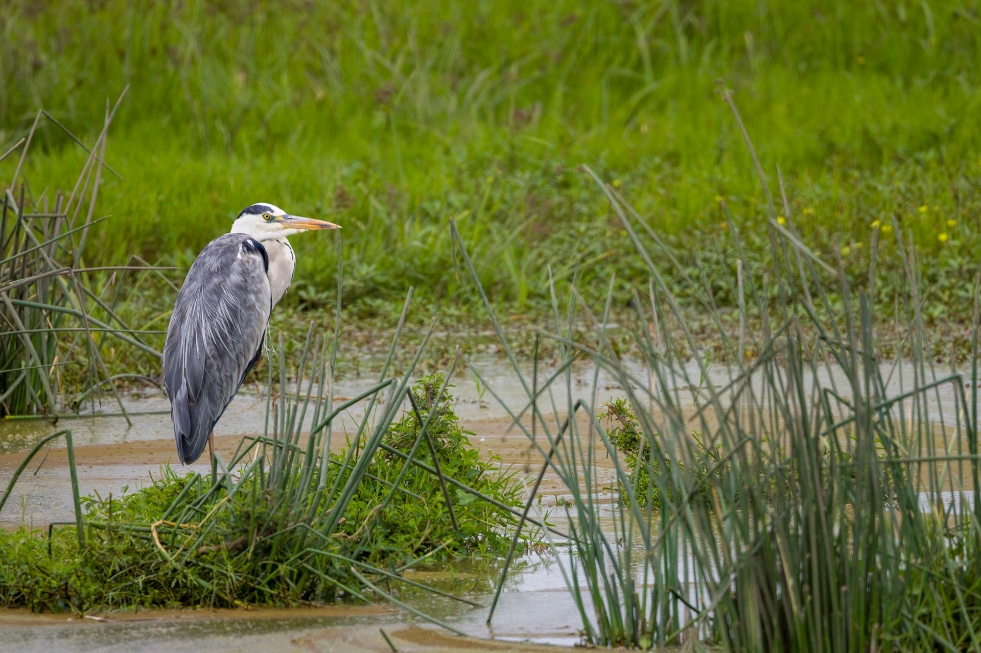Grey Heron Ngoronongoro Crater