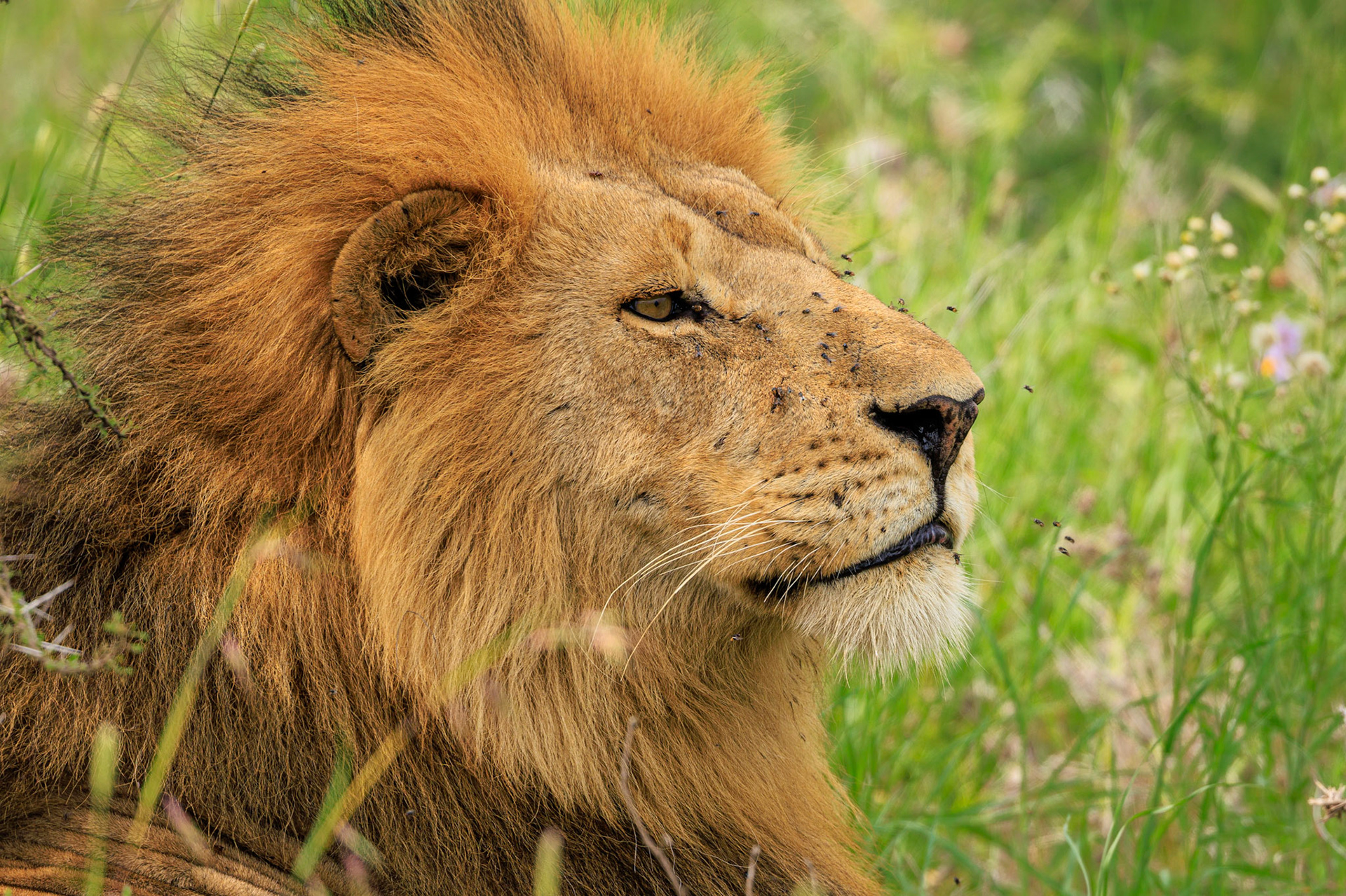 Mufasa Regal Pose -Serengeti