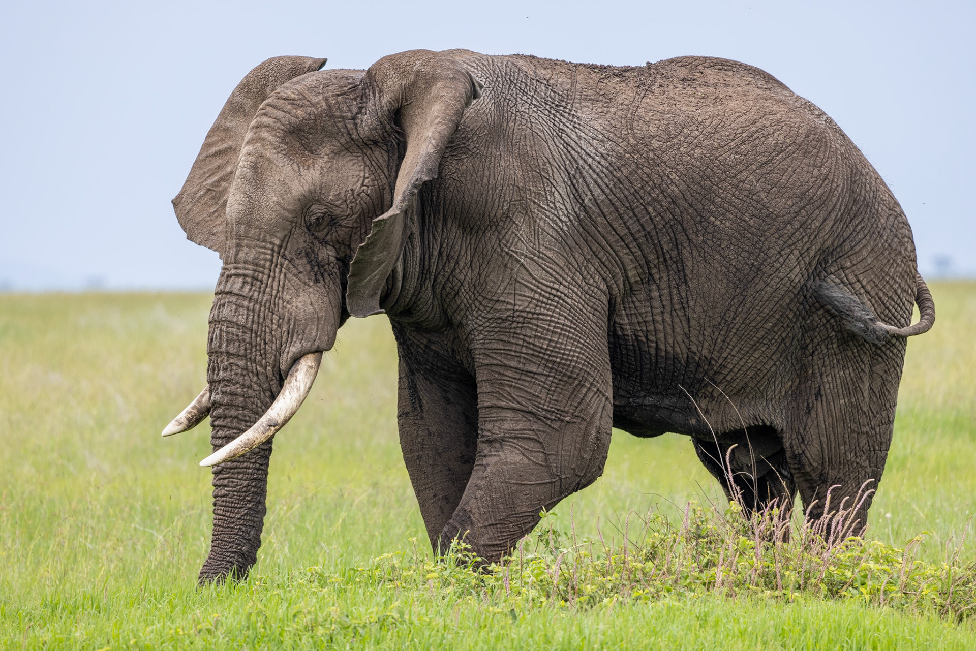 Big Serengeti Bull Elephant