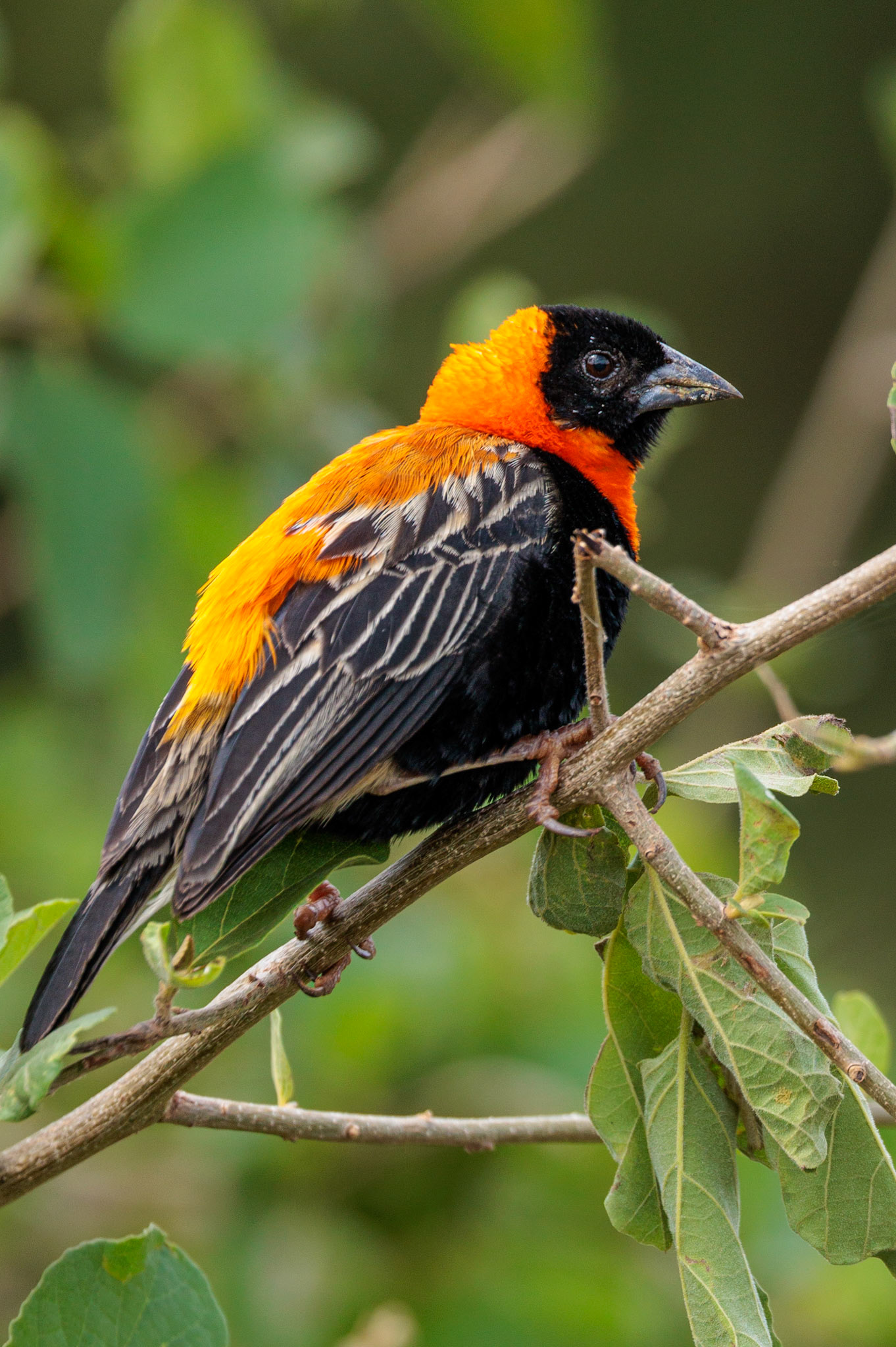 Black Bishop Lake Manyara National Park