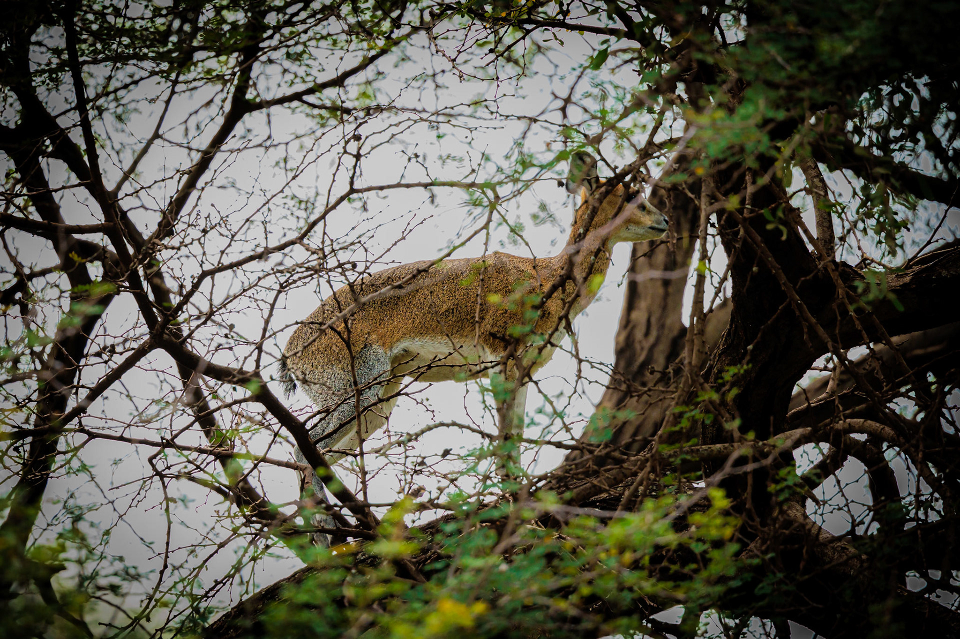 “Sharon’s” Klipspringer, a Rock and Tree Climbing Antelope, Lake Manyara National Park