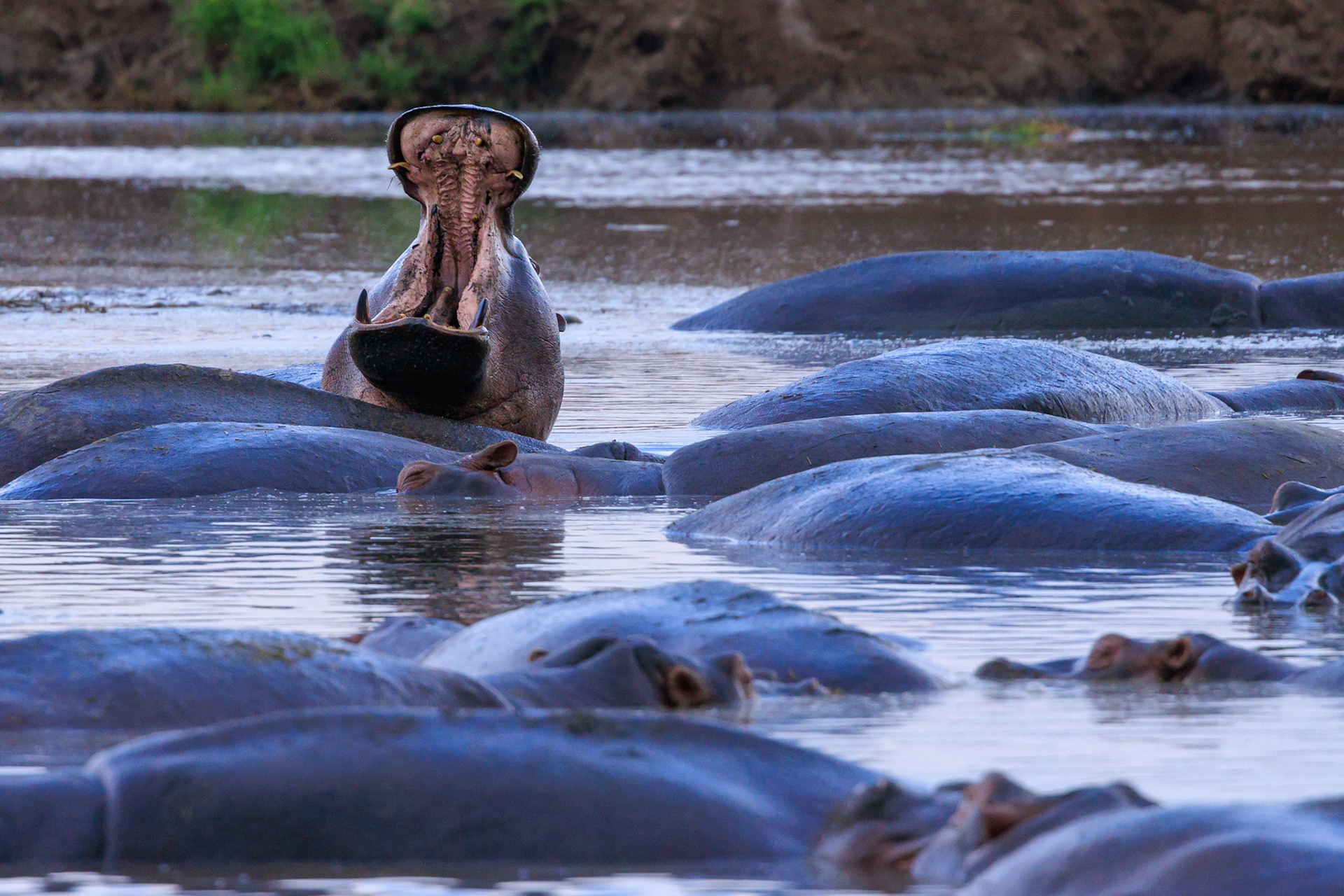 Hippo Mouth Open -Serengeti Hippo Pool