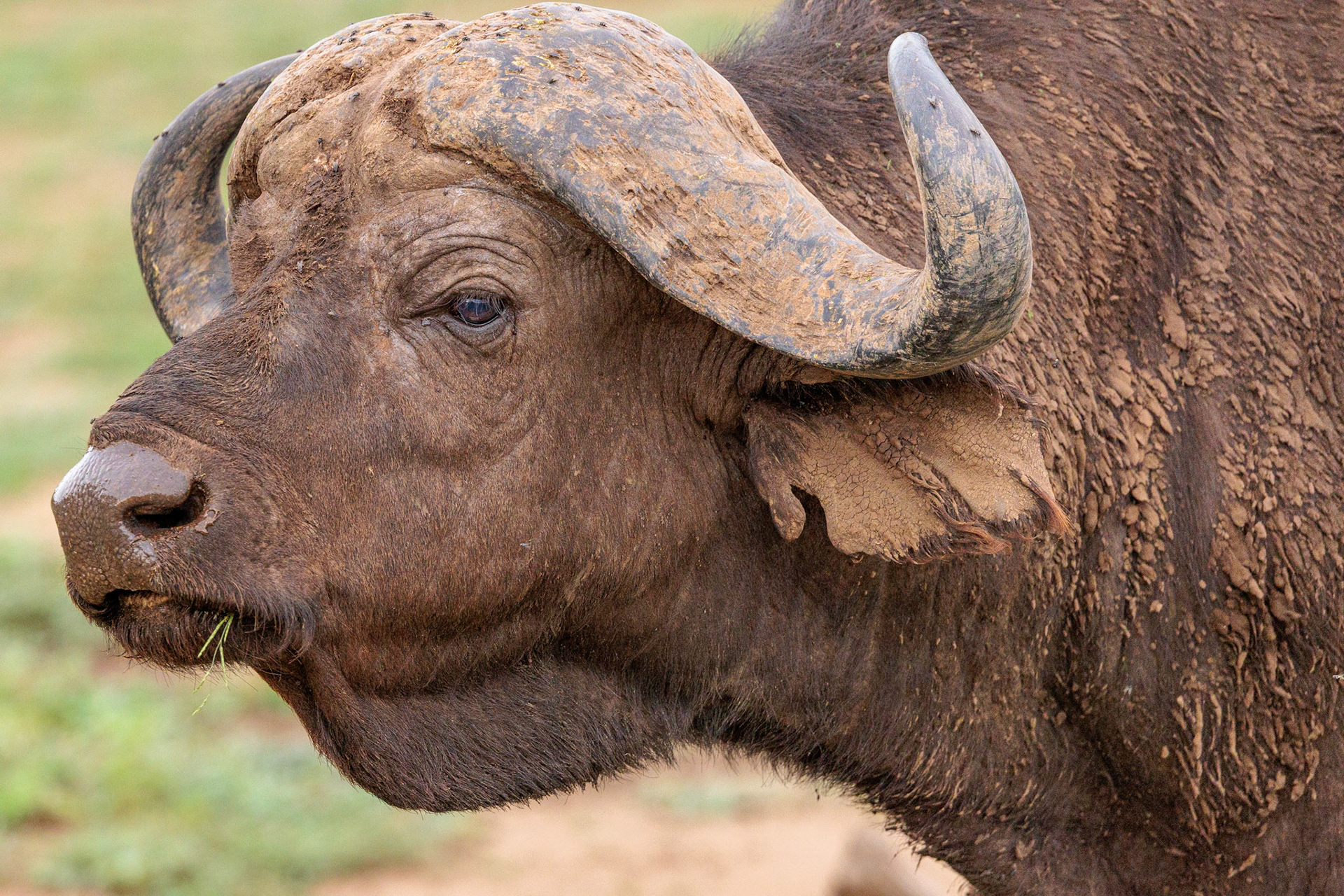 Cape Buffalo Head - Lake Manyara National Park