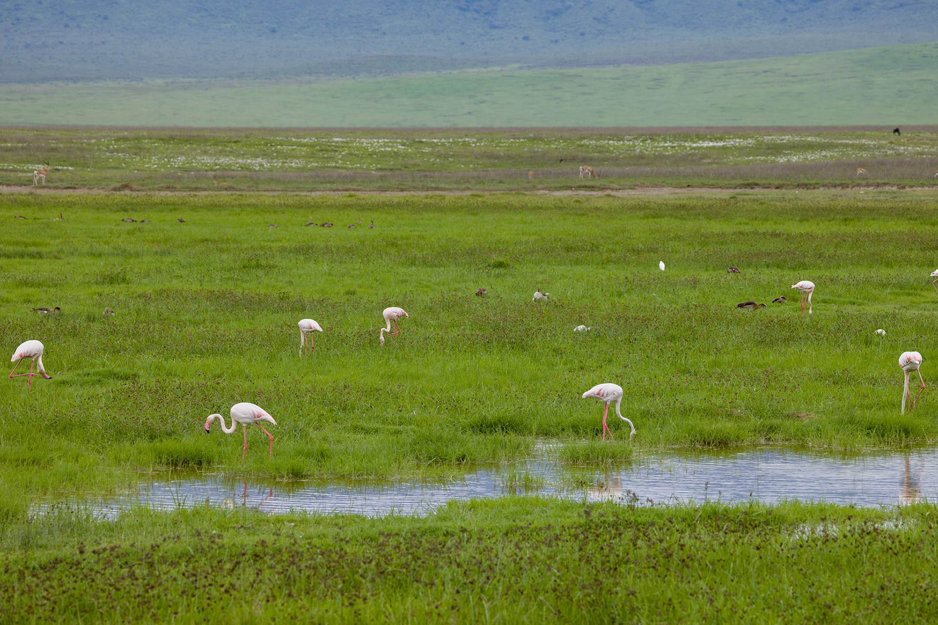 Greater Flamingos Ngorongoro Crater