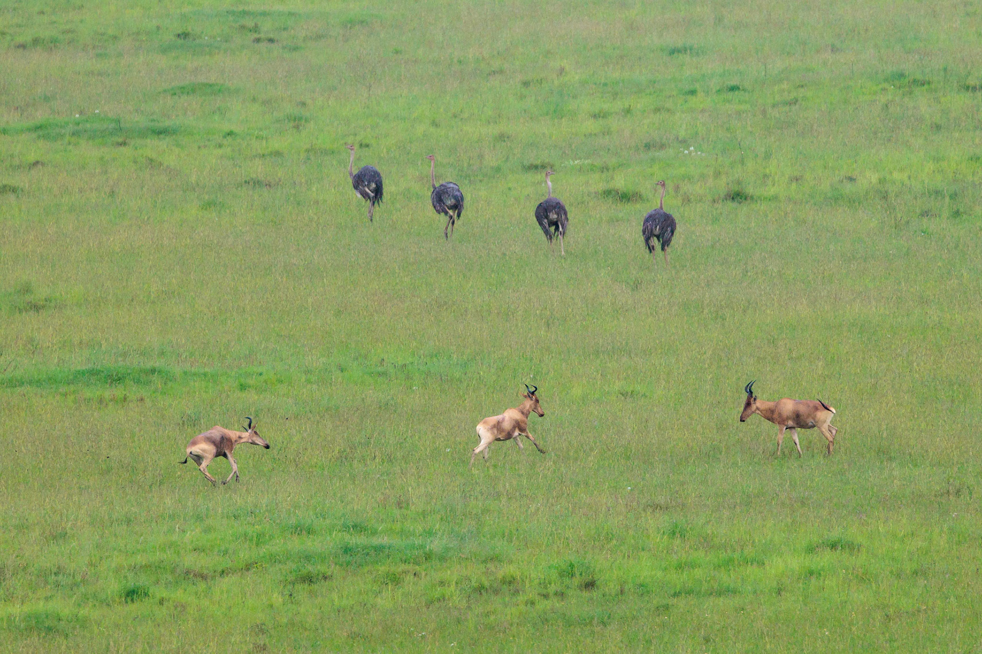 Hartebeest and Ostriches Run From Serengeti Balloon