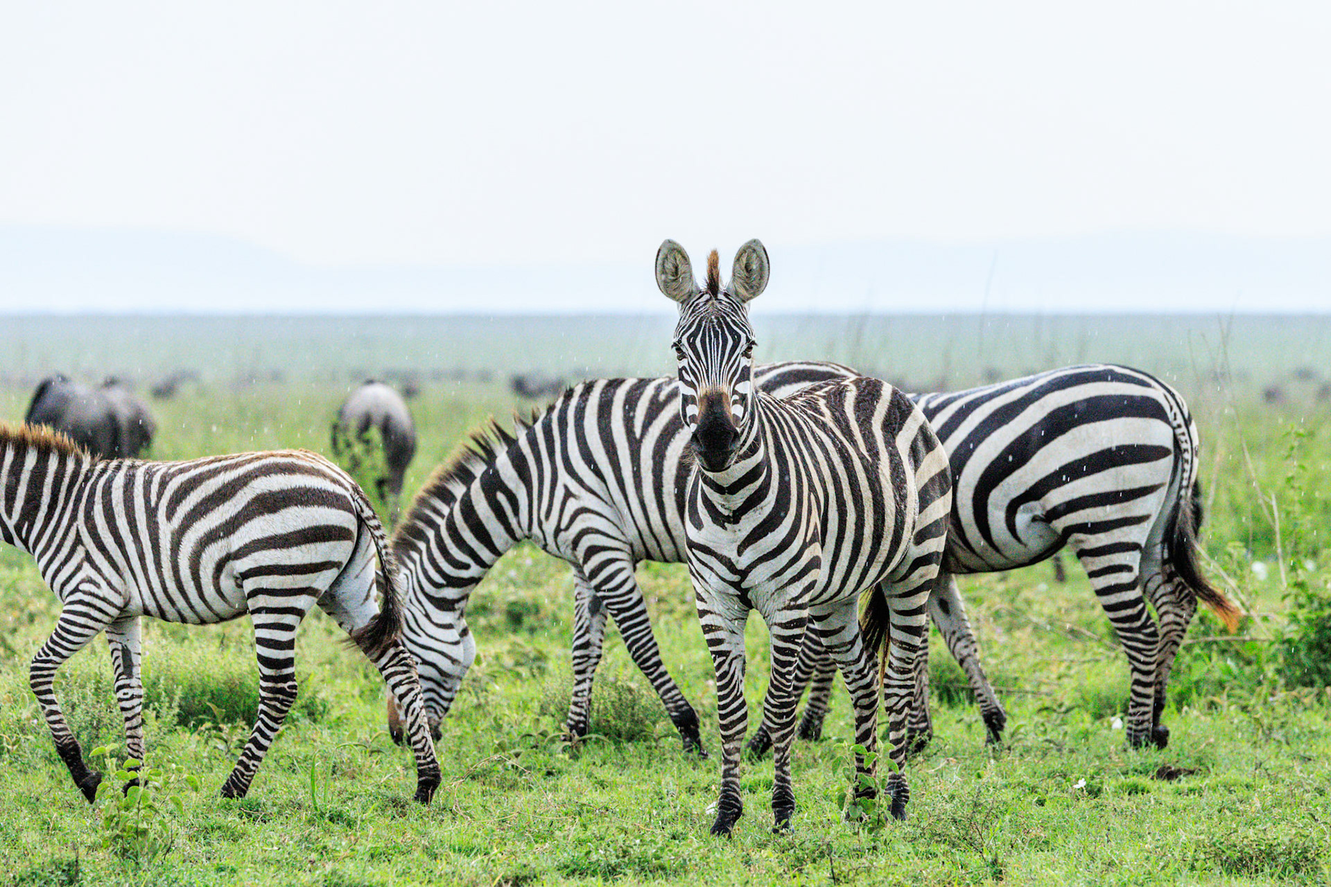 Zebras in Serengeti Rain