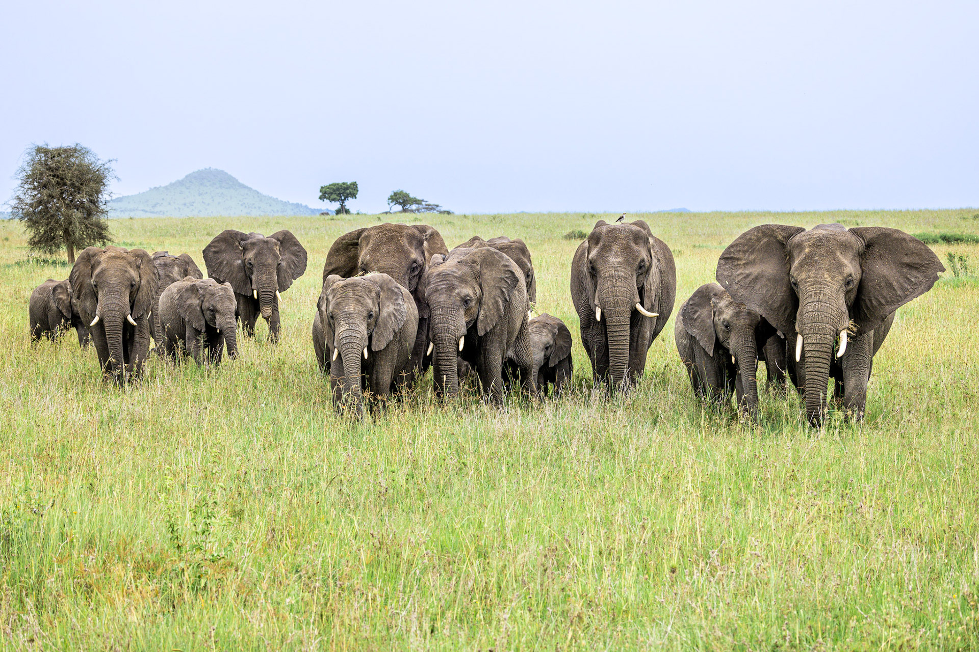 Elephant Herd Moms and Babies