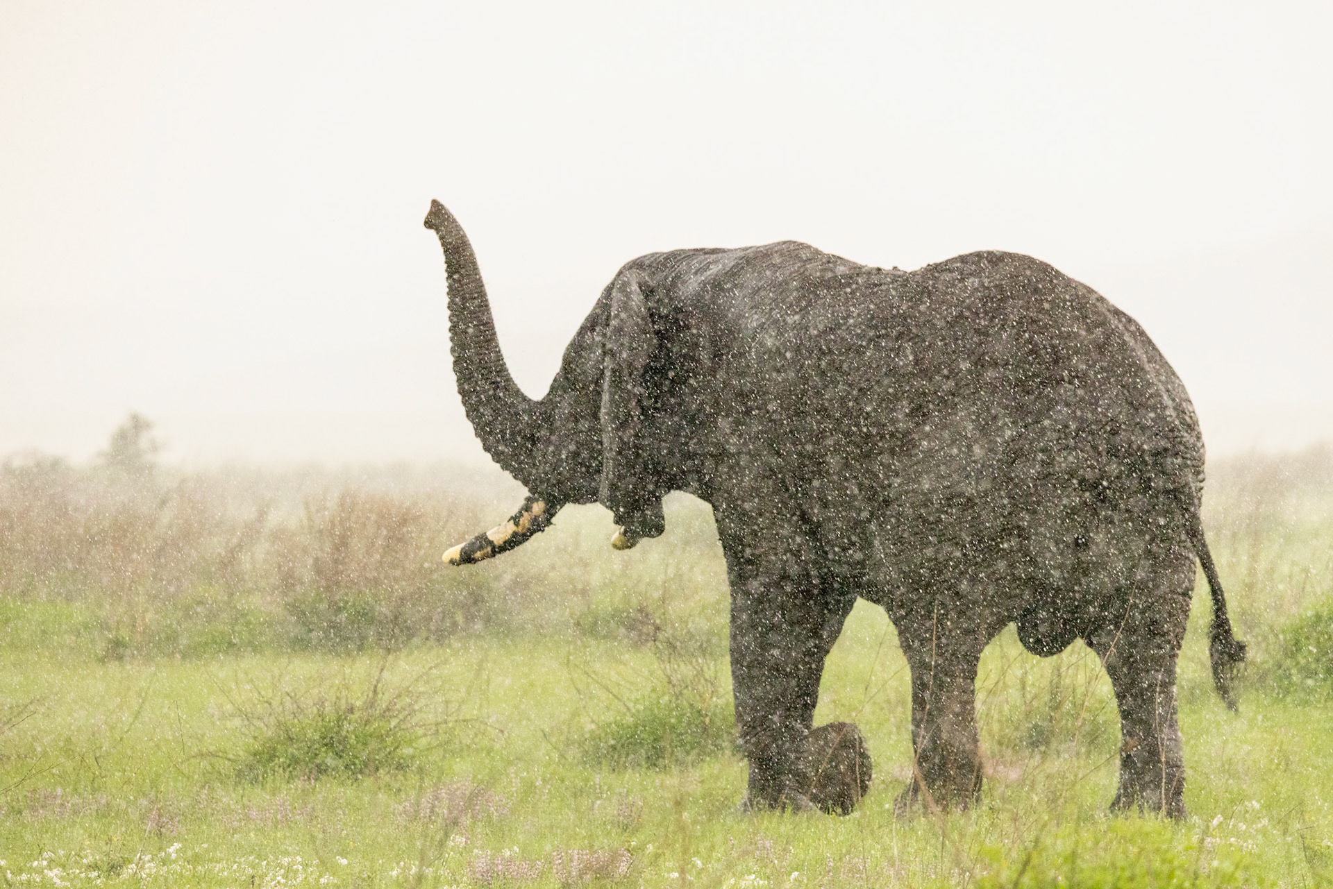 Elephant Trunk Up  in Serengeti Storm