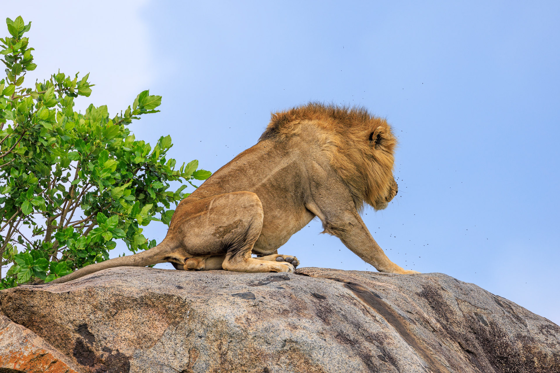 Lion Lowering Down on Serengeti Rock