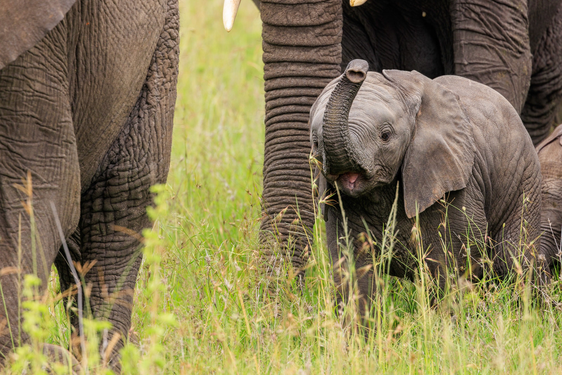 Baby Surrounded trunk up -Serengeti