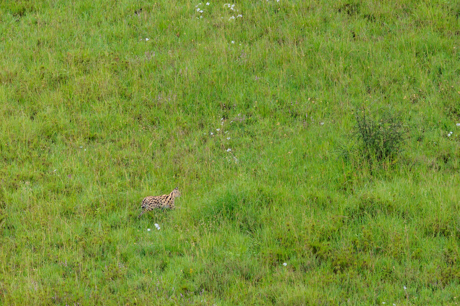 Serval from Balloon -Serengeti