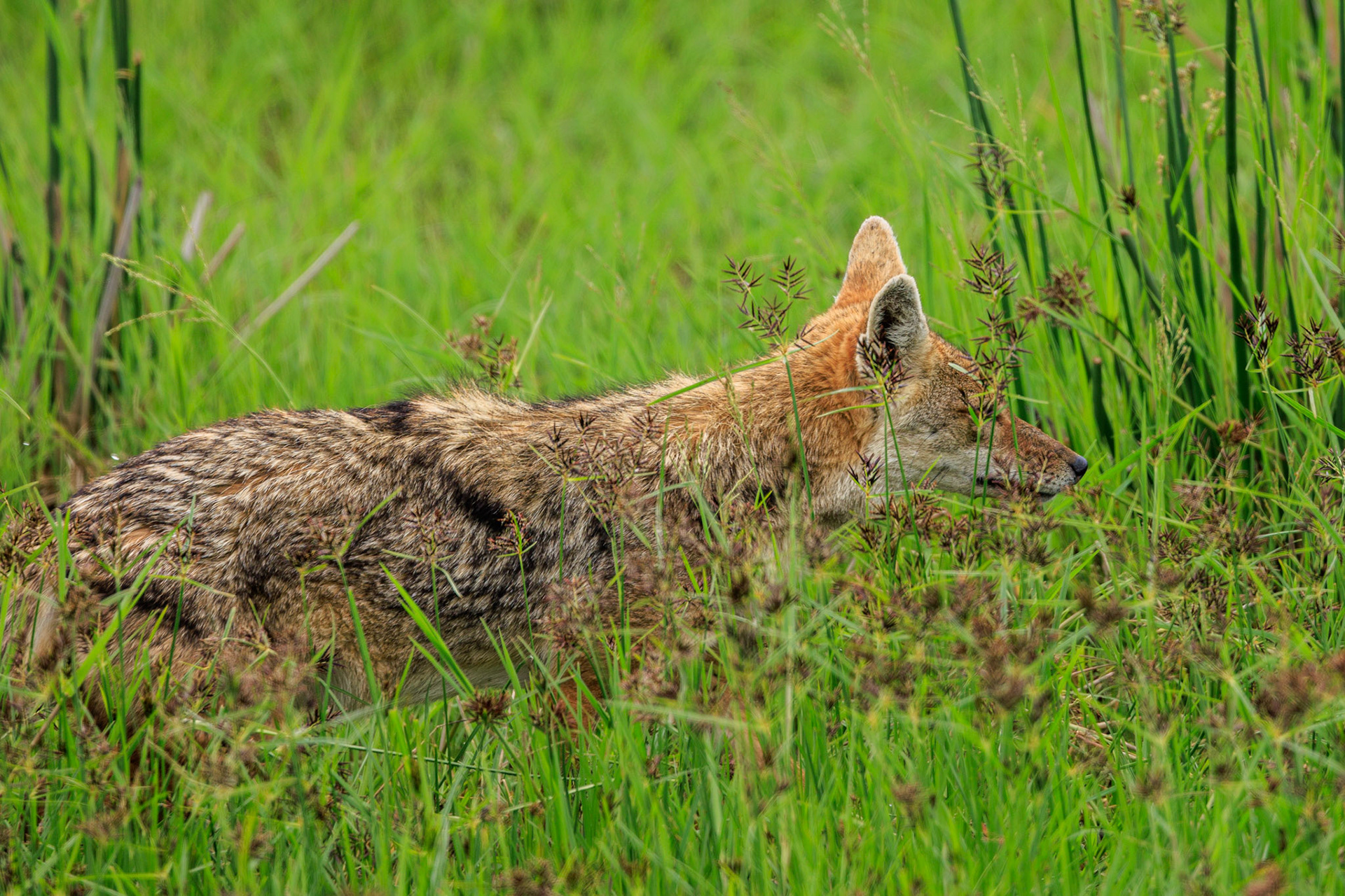 Black- Backed Jackal Ngoronongoro Crater