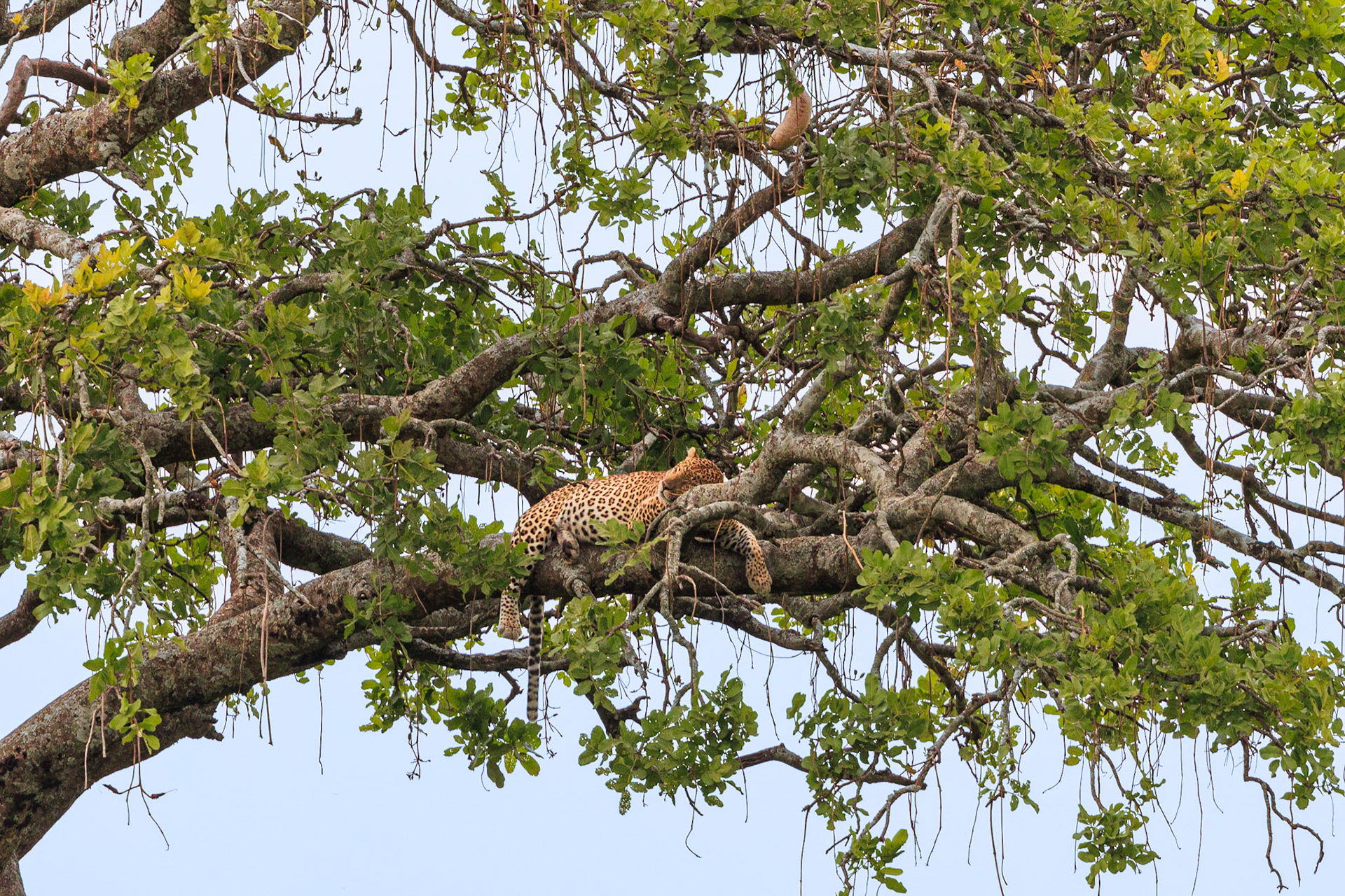 Sleeping Leopard in Serengeti Sausage Tree - A Long Distance Shot