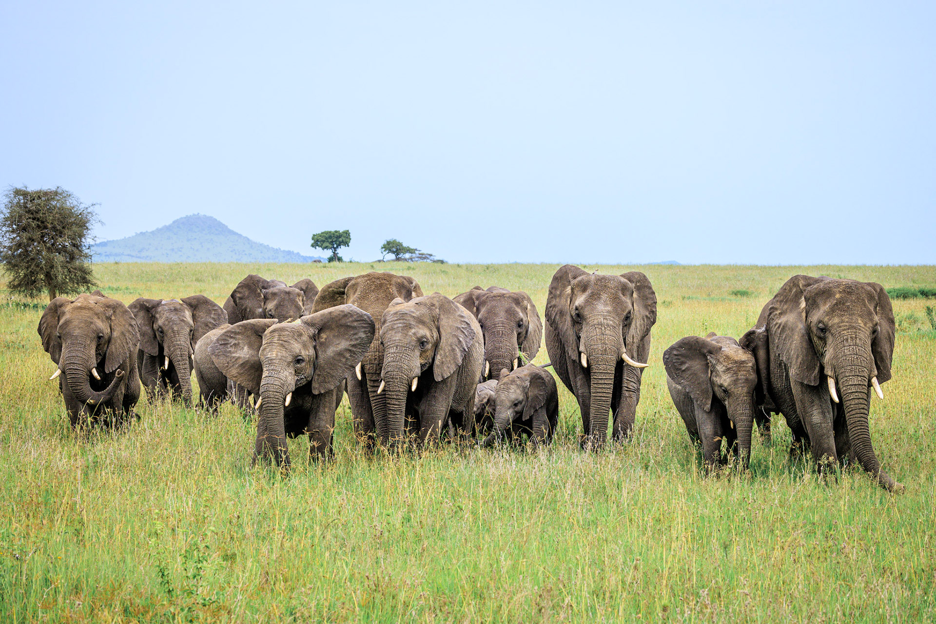 Elephant Herd Line-up -Serengeti